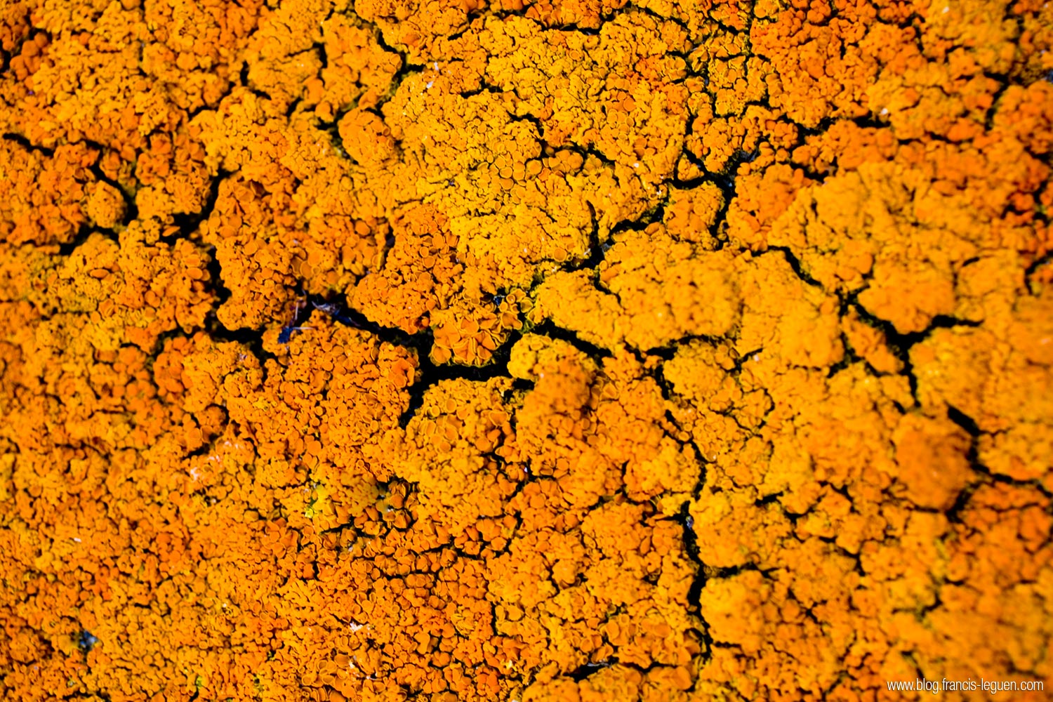 Blender : modéliser les algues et les lichens - 3D - 3D, rendu, rotation