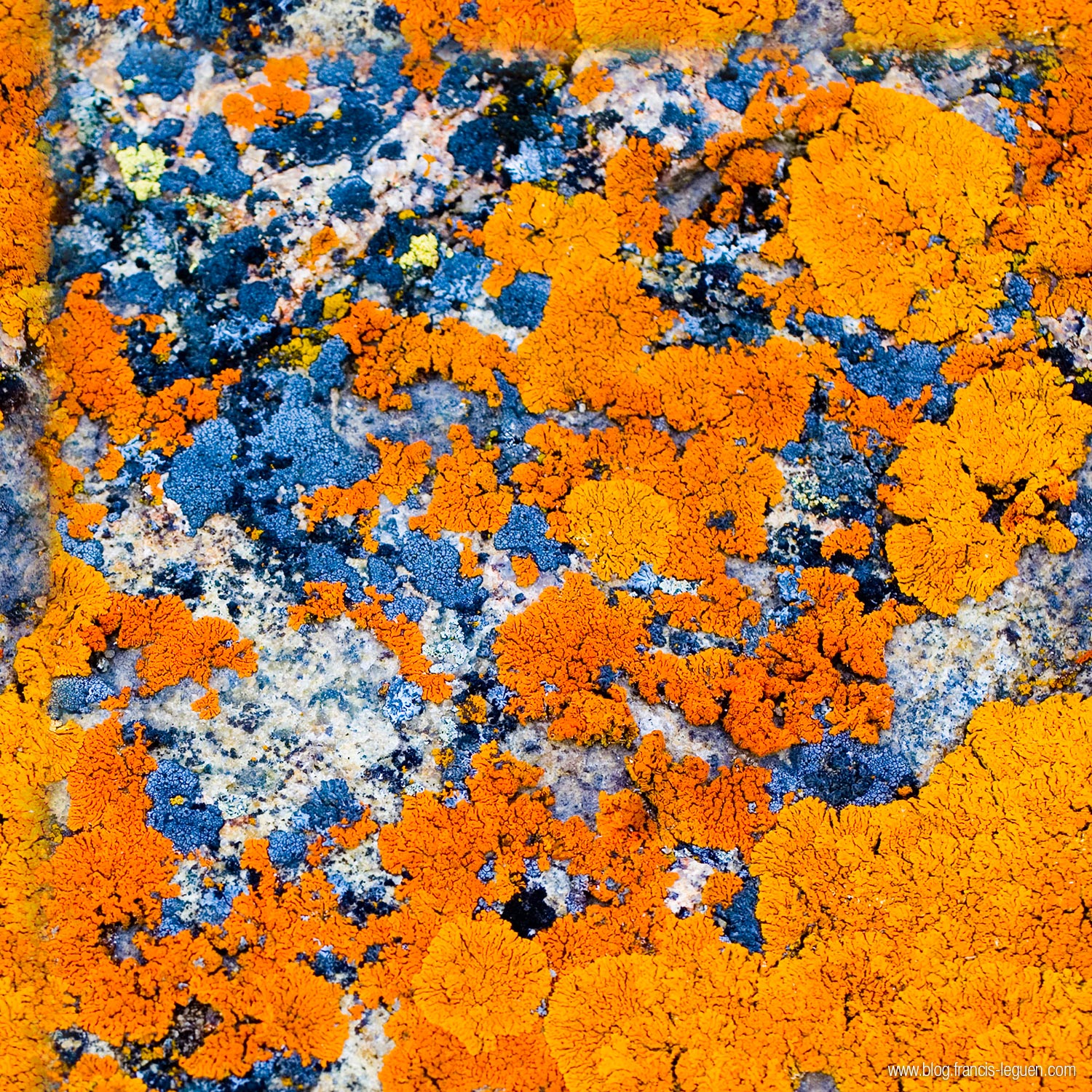 Blender : modéliser les algues et les lichens - 3D - 3D, rendu, rotation