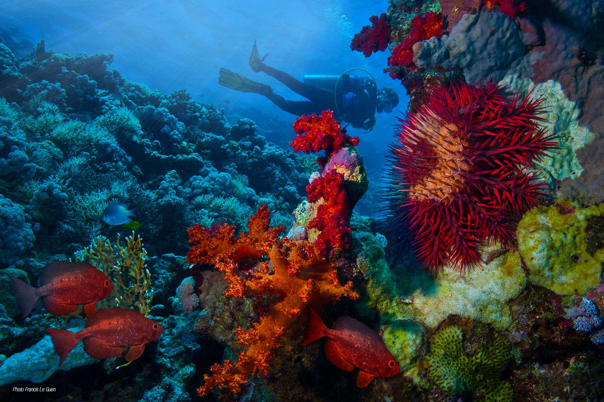 Un nouveau centre de plongée Wonderful Dive à Port Ghalib en Egypte ! - Egypte - image, visuel, moment