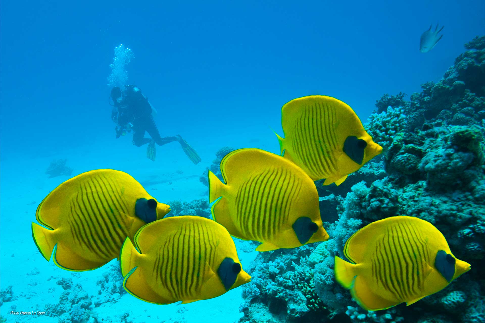 Un nouveau centre de plongée Wonderful Dive à Port Ghalib en Egypte ! - Egypte - image, visuel, moment