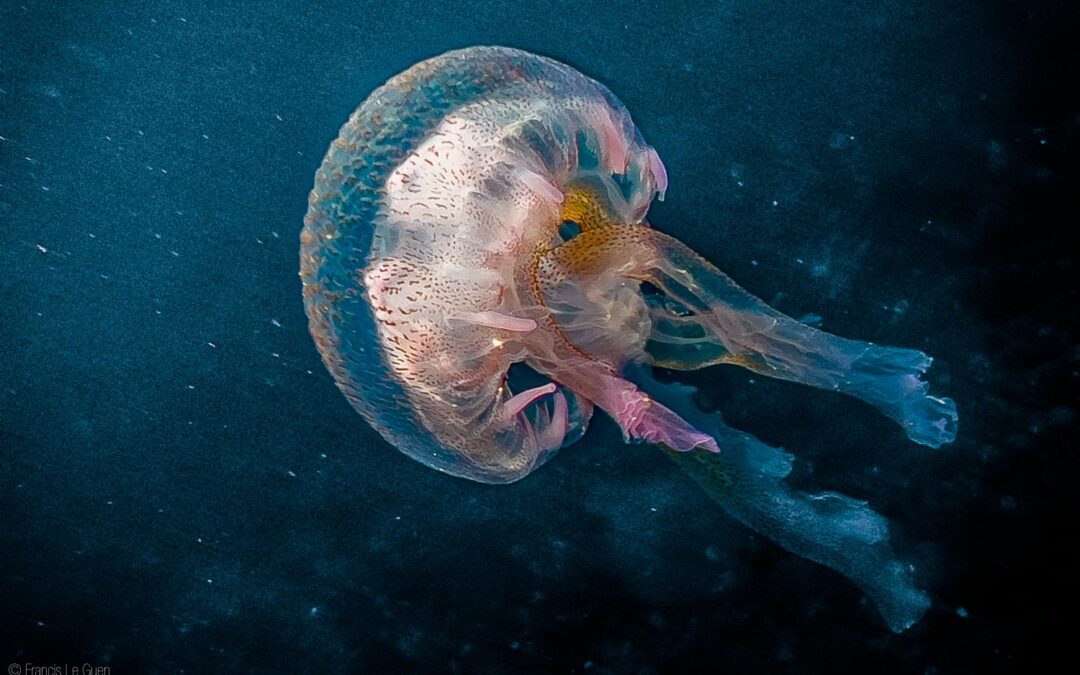La photo sous-marine avec l&rsquo;iphone