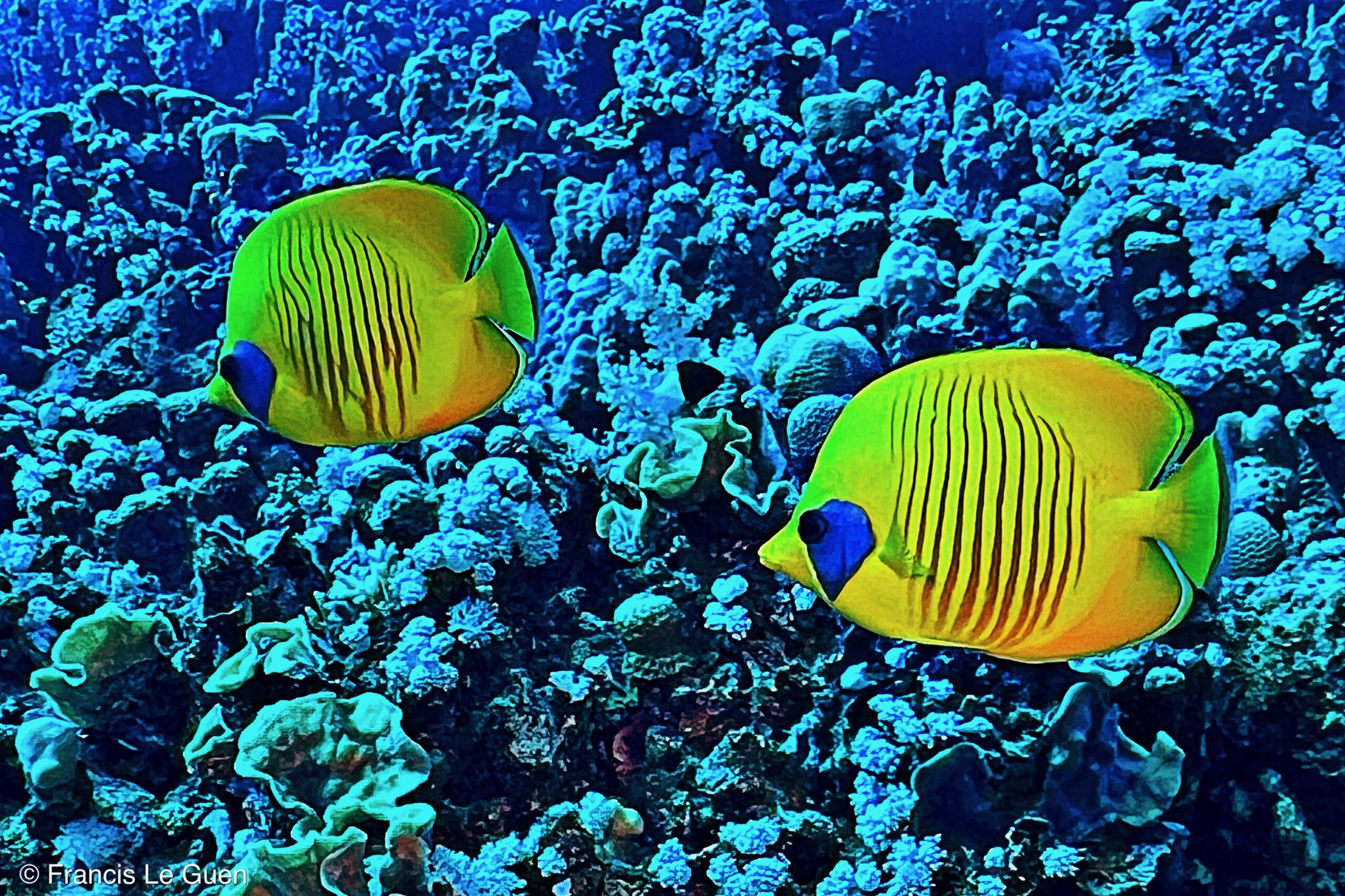 Wonderful Dive : nouveau centre de plongée francophone à Port Ghalib en Egypte - Egypte - image, création, netteté