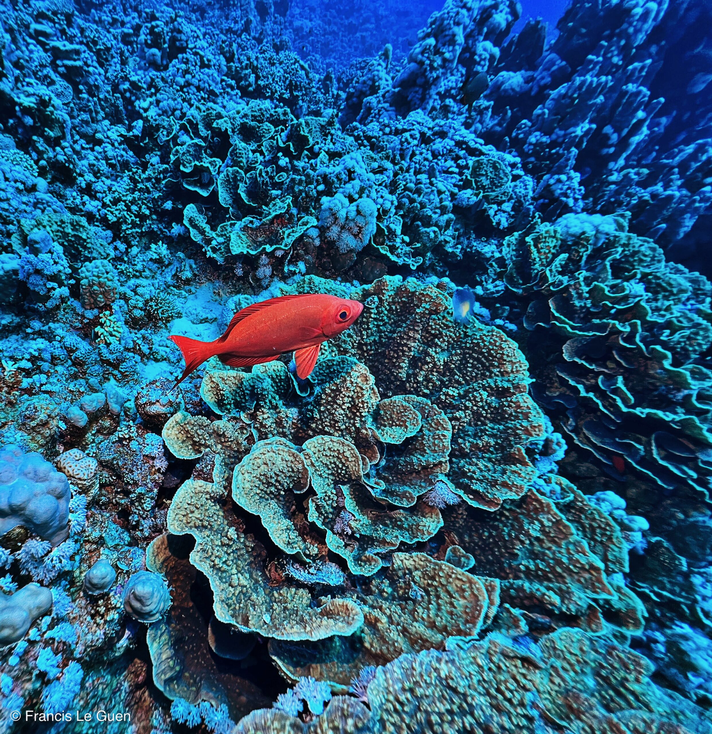 Wonderful Dive : nouveau centre de plongée francophone à Port Ghalib en Egypte - Egypte - image, création, netteté