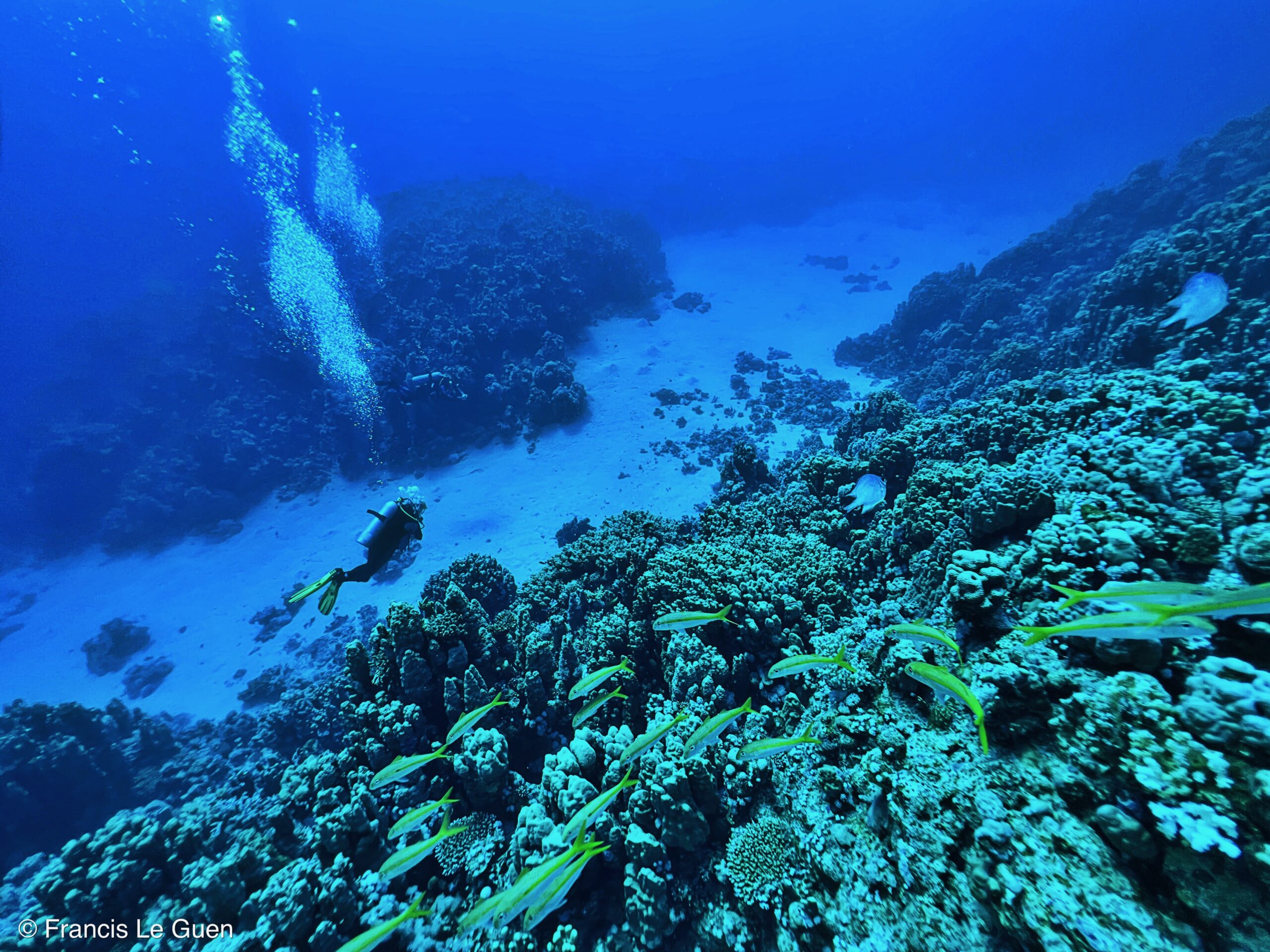 Wonderful Dive : nouveau centre de plongée francophone à Port Ghalib en Egypte - Egypte - image, création, netteté