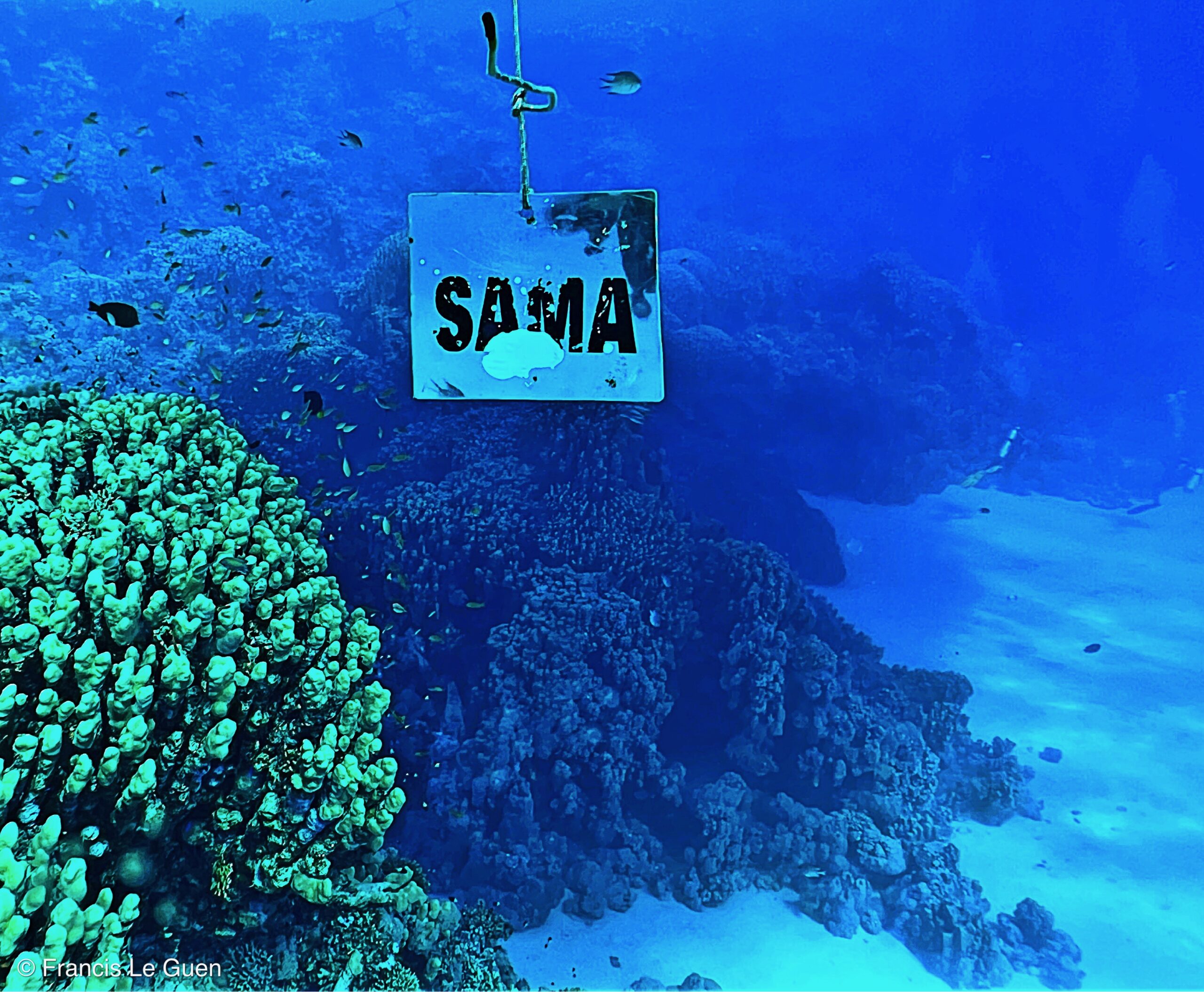 Wonderful Dive : nouveau centre de plongée francophone à Port Ghalib en Egypte - Egypte - image, création, netteté