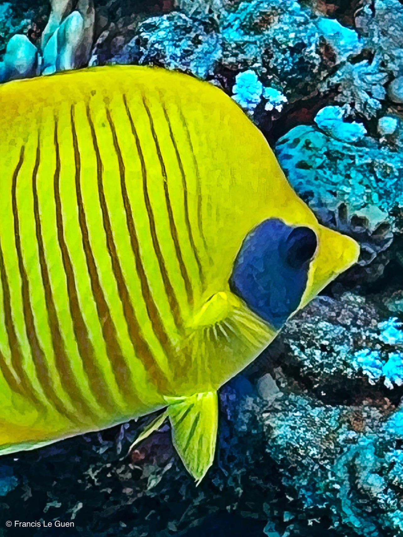 Wonderful Dive : nouveau centre de plongée francophone à Port Ghalib en Egypte - Egypte - image, création, netteté