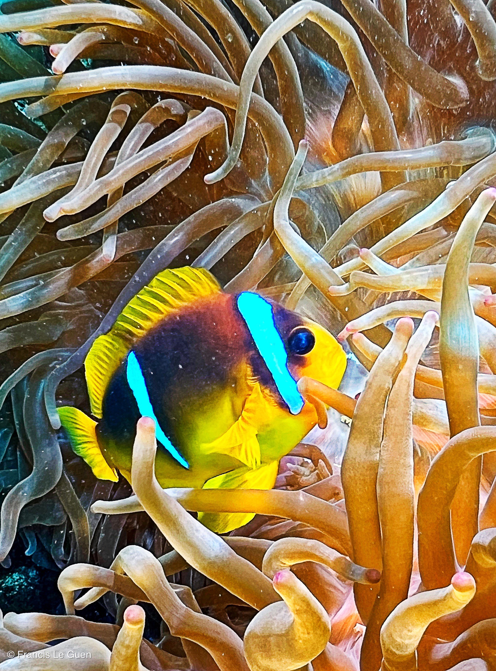 Wonderful Dive : nouveau centre de plongée francophone à Port Ghalib en Egypte - Egypte - image, création, netteté