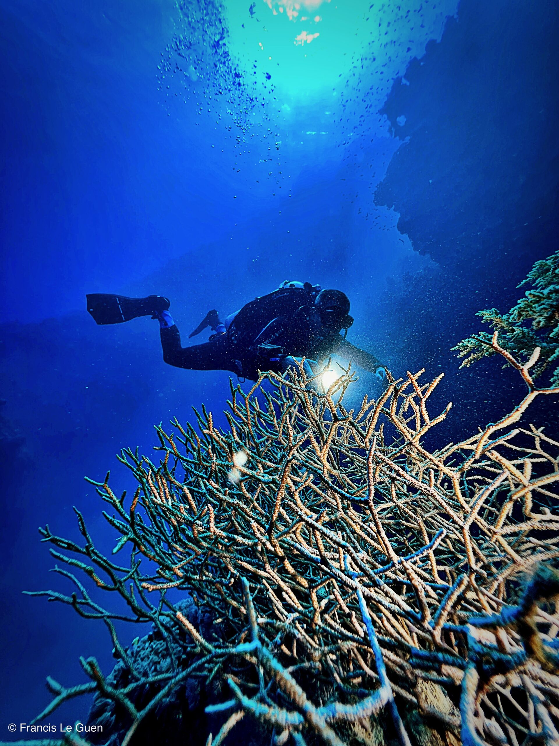 Wonderful Dive : nouveau centre de plongée francophone à Port Ghalib en Egypte - Egypte - image, création, netteté