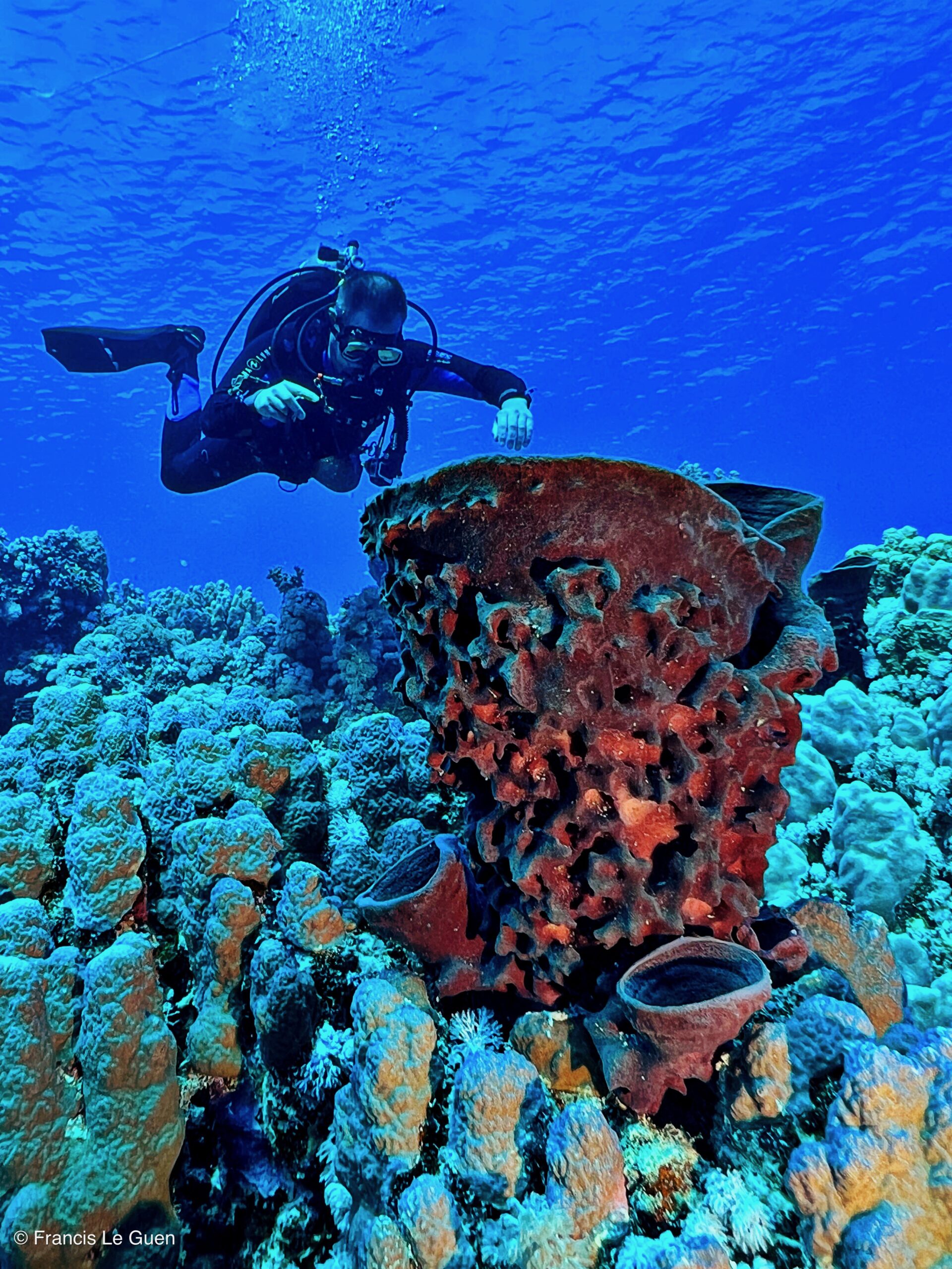 Wonderful Dive : nouveau centre de plongée francophone à Port Ghalib en Egypte - Egypte - image, création, netteté