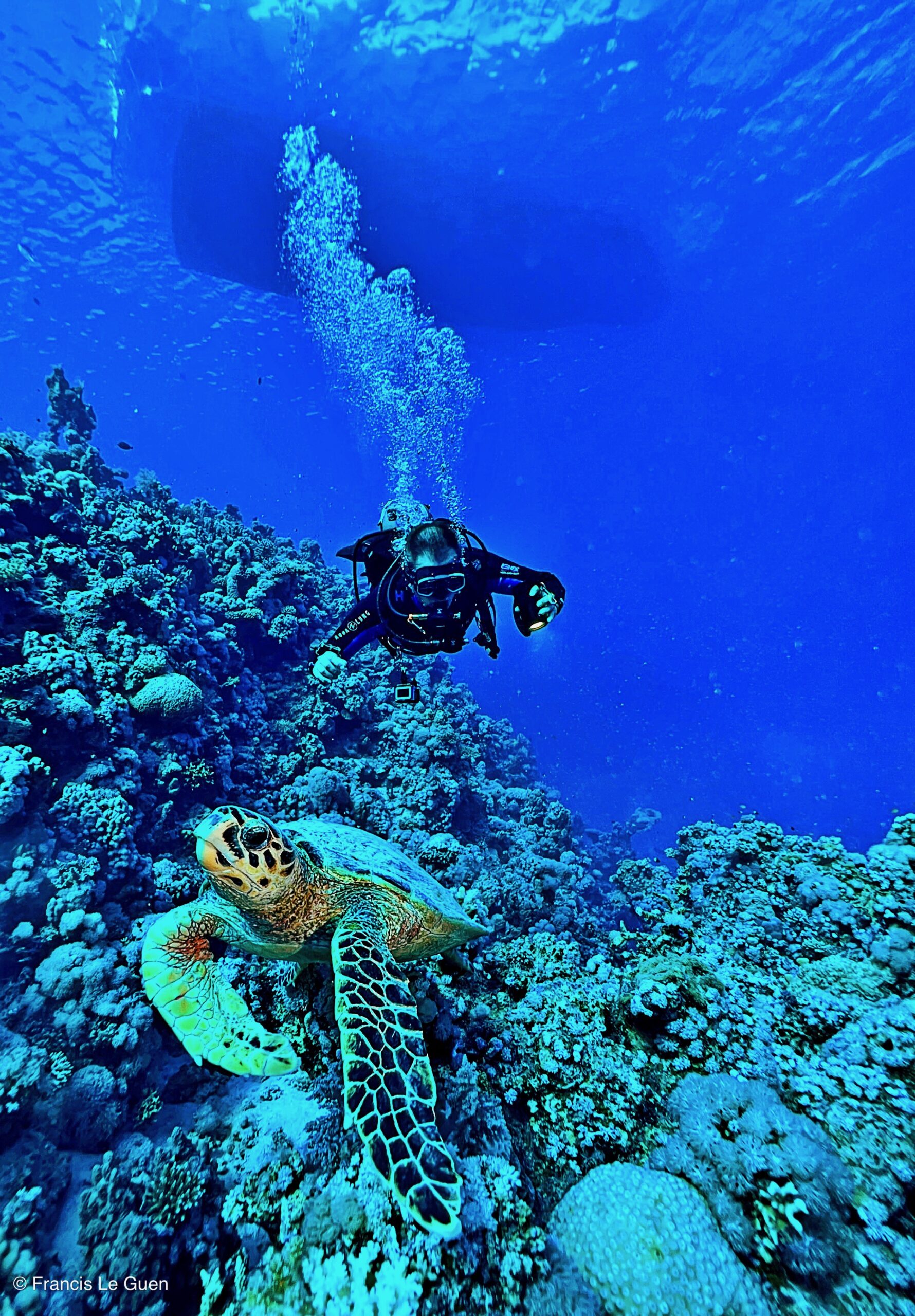 Wonderful Dive : nouveau centre de plongée francophone à Port Ghalib en Egypte - Egypte - image, création, netteté