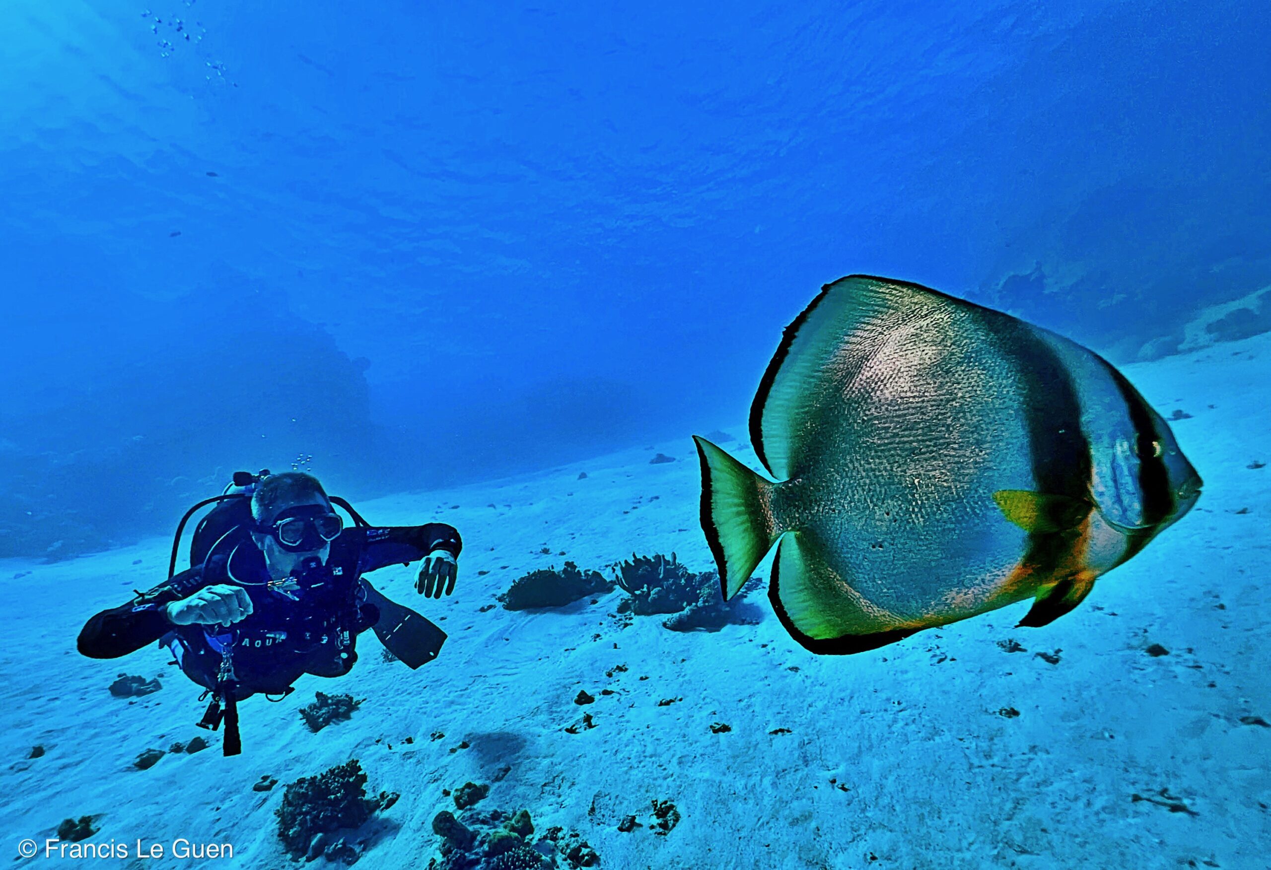 Wonderful Dive : nouveau centre de plongée francophone à Port Ghalib en Egypte - Egypte - image, création, netteté