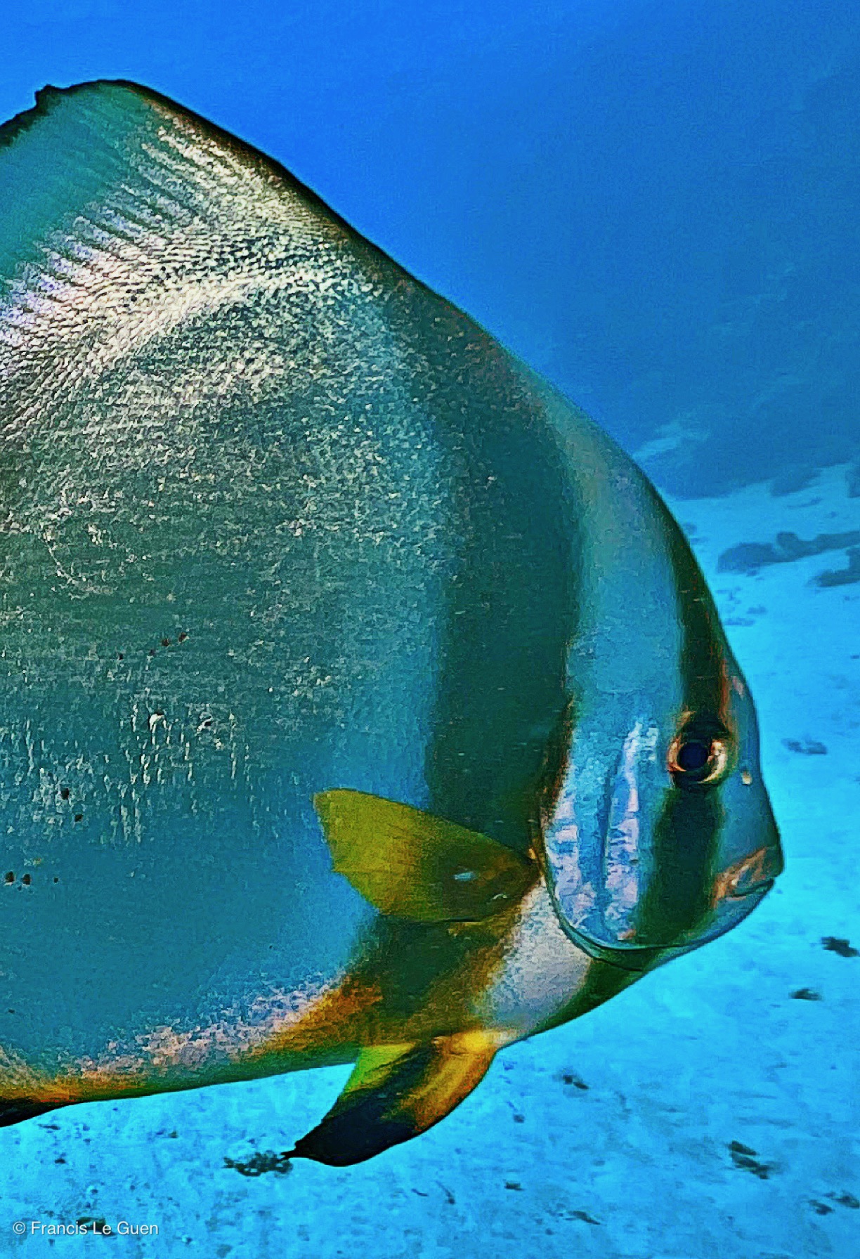 Wonderful Dive : nouveau centre de plongée francophone à Port Ghalib en Egypte - Egypte - image, création, netteté
