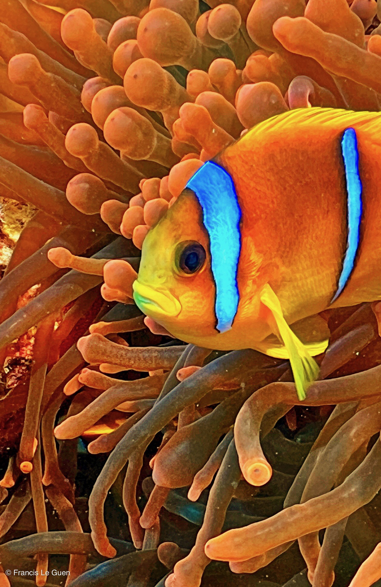 Wonderful Dive : nouveau centre de plongée francophone à Port Ghalib en Egypte - Egypte - image, création, netteté