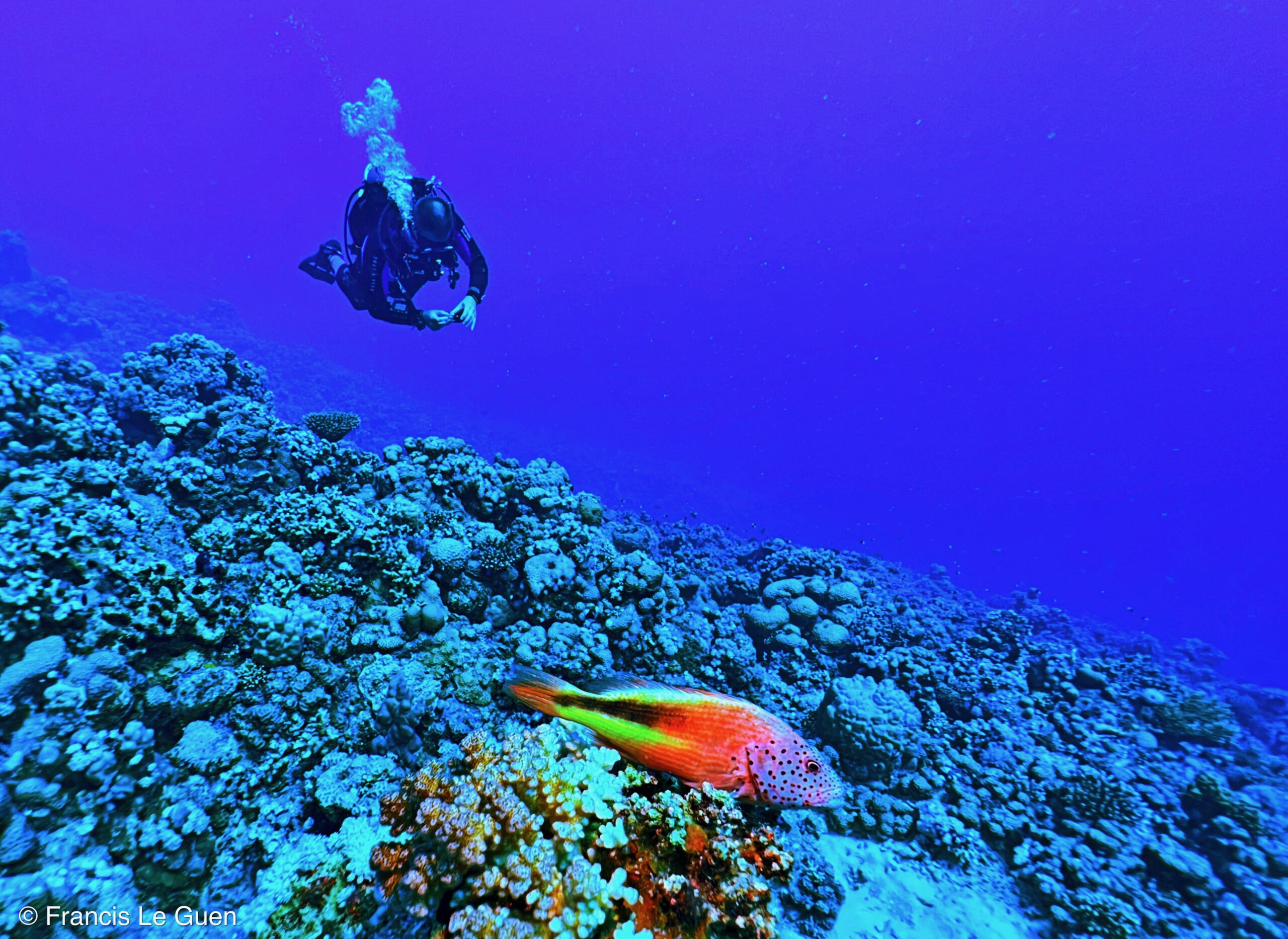 Wonderful Dive : nouveau centre de plongée francophone à Port Ghalib en Egypte - Egypte - image, création, netteté
