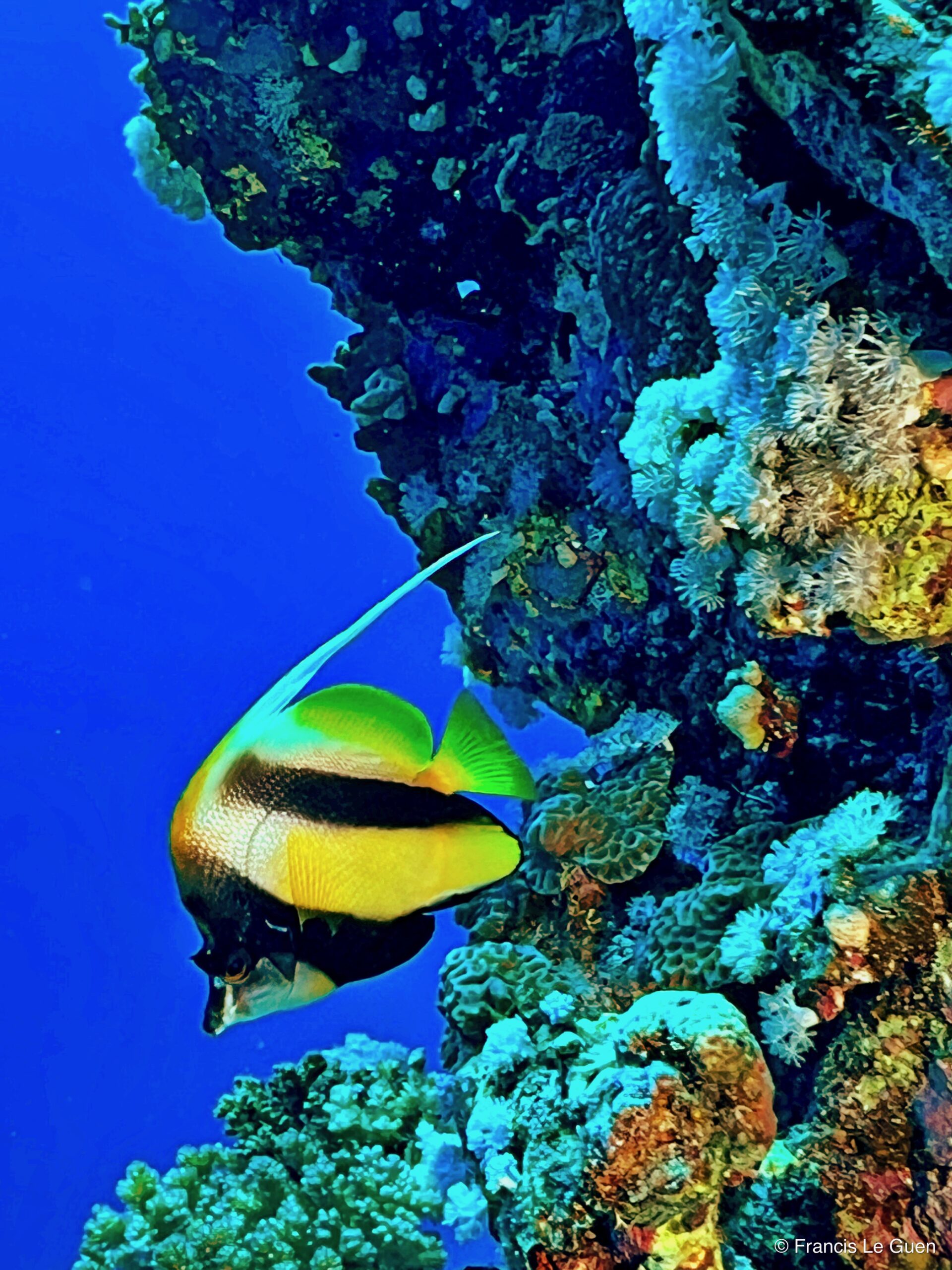 Wonderful Dive : nouveau centre de plongée francophone à Port Ghalib en Egypte - Egypte - image, création, netteté