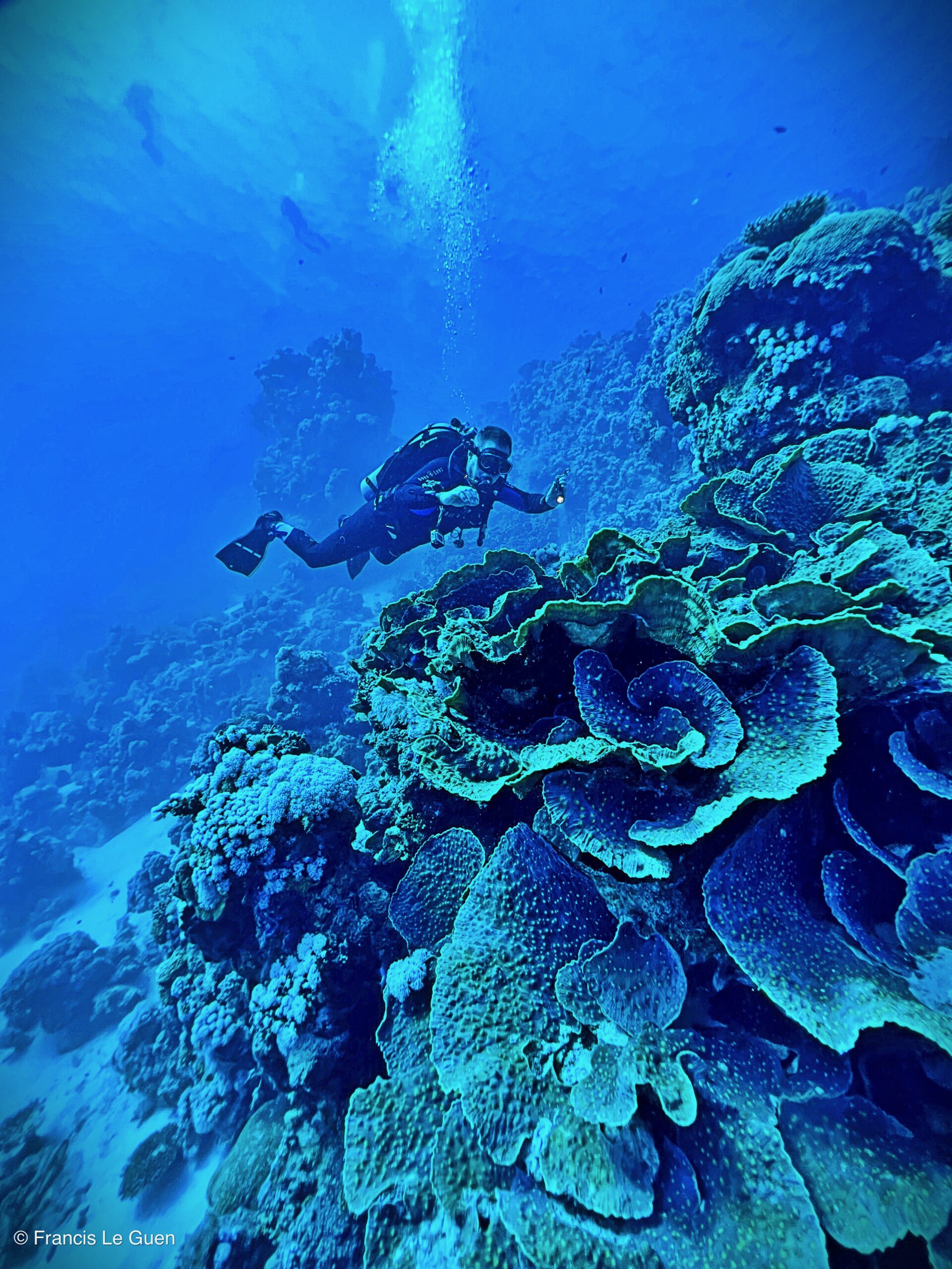 Wonderful Dive : nouveau centre de plongée francophone à Port Ghalib en Egypte - Egypte - image, création, netteté