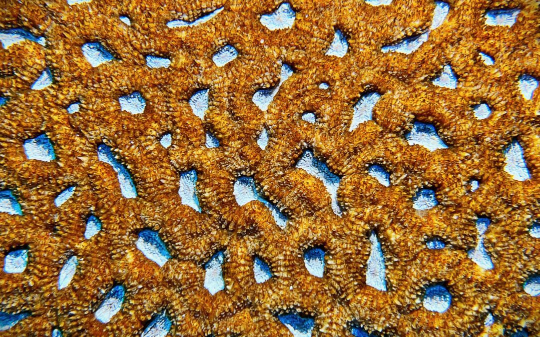 Le corail m’emmerde !