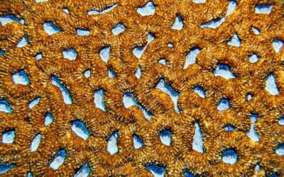 Le corail m’emmerde !