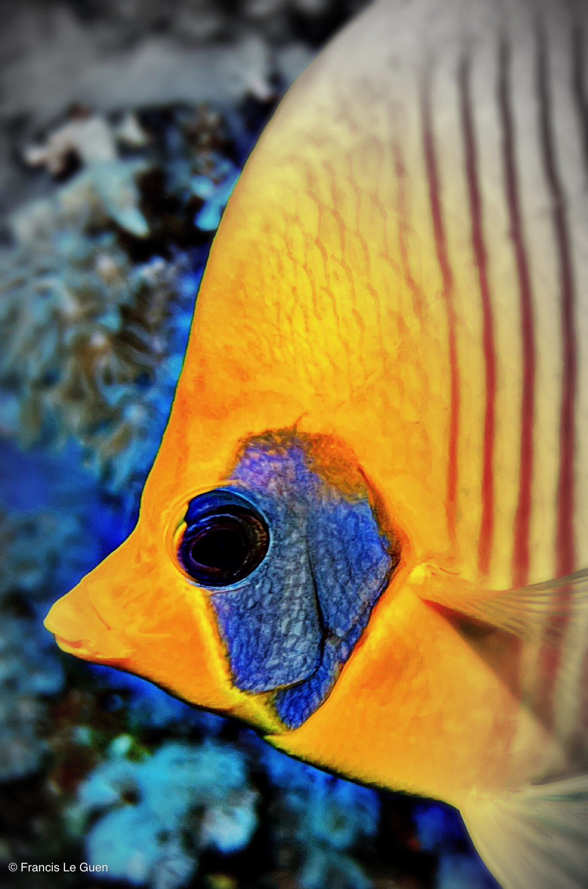 Wonderful Dive : nouveau centre de plongée francophone à Port Ghalib en Egypte - Egypte - image, création, netteté