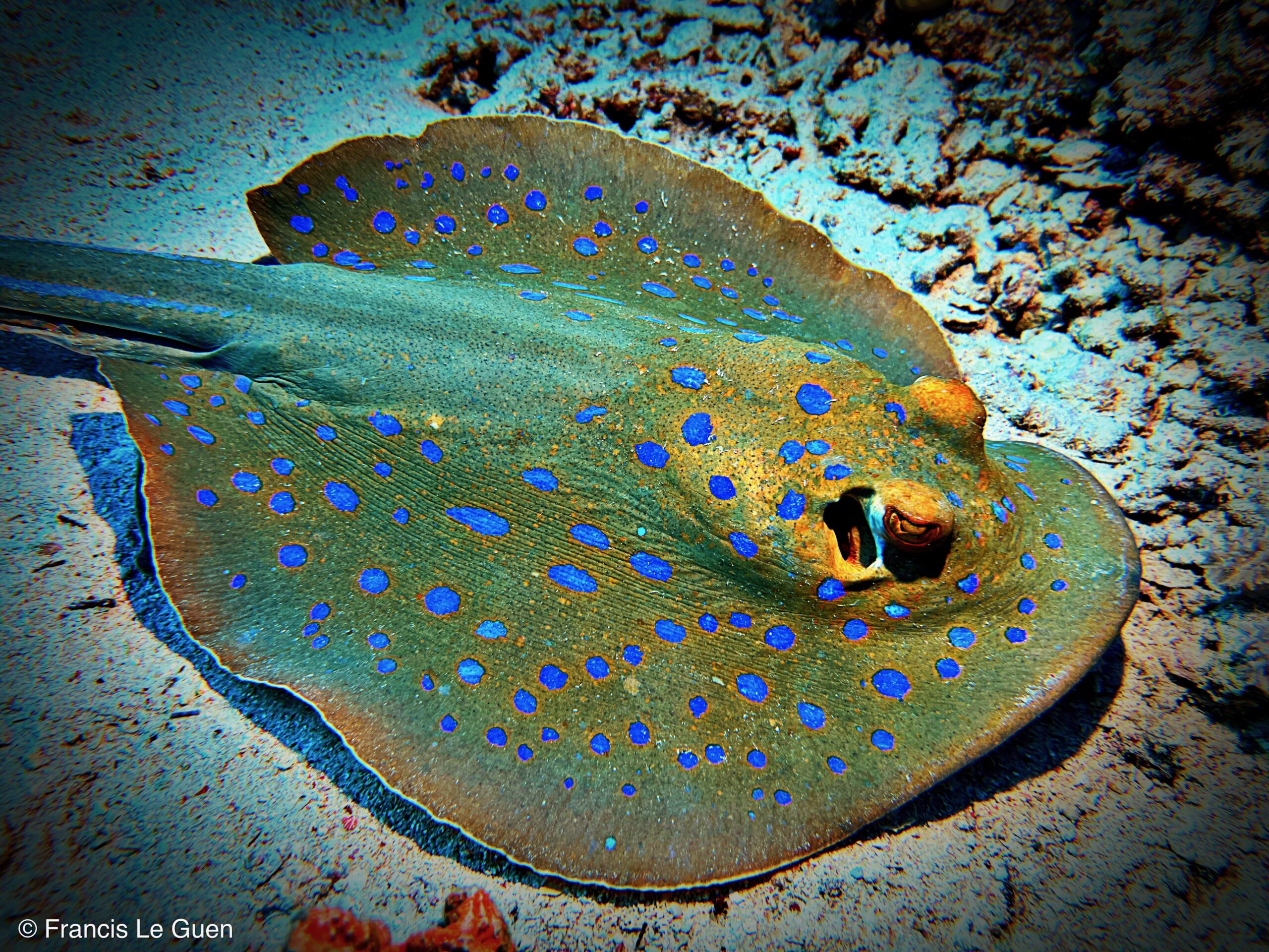 Wonderful Dive : nouveau centre de plongée francophone à Port Ghalib en Egypte - Egypte - image, création, netteté