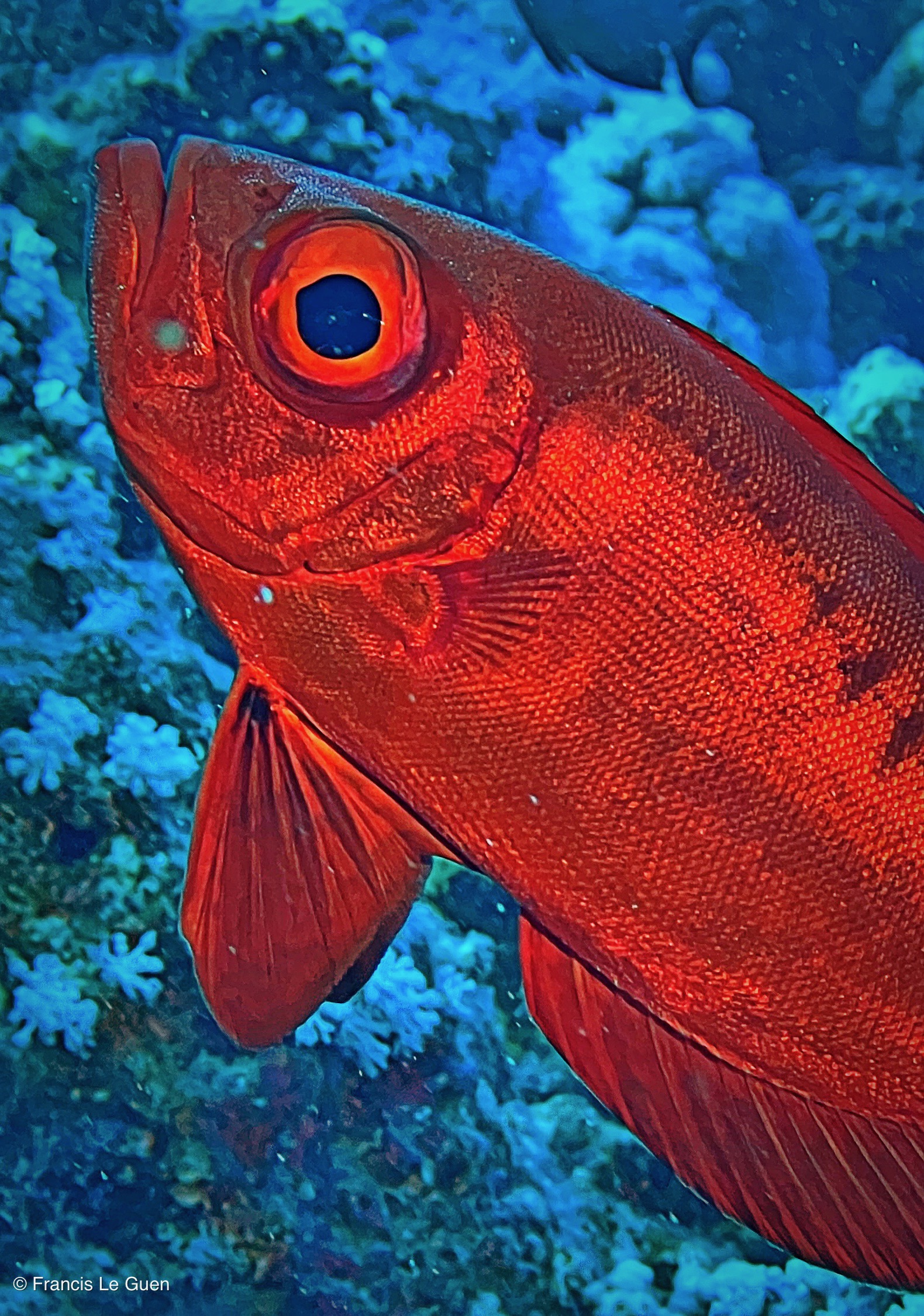 Wonderful Dive : nouveau centre de plongée francophone à Port Ghalib en Egypte - Egypte - image, création, netteté