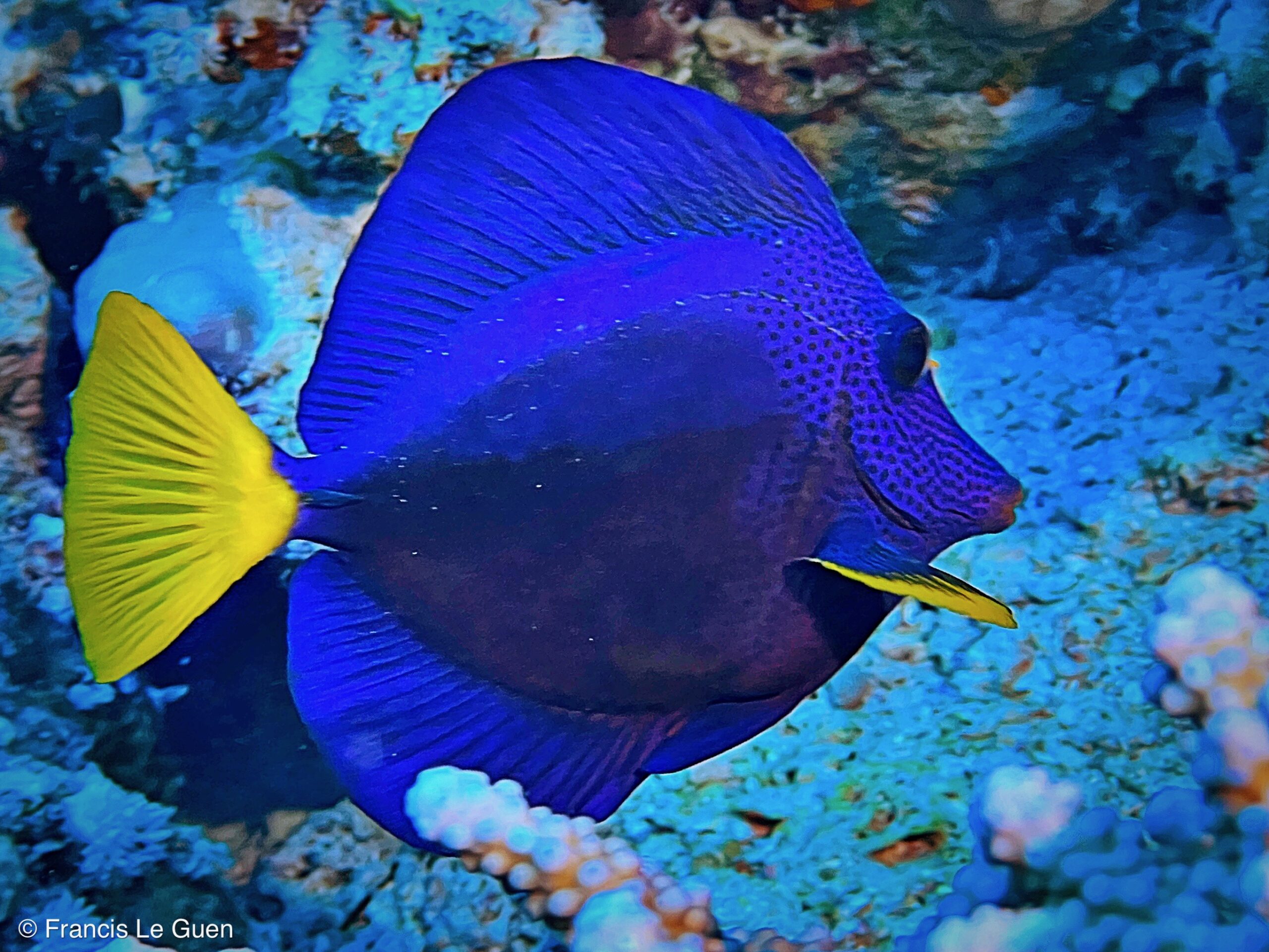 Wonderful Dive : nouveau centre de plongée francophone à Port Ghalib en Egypte - Egypte - image, création, netteté