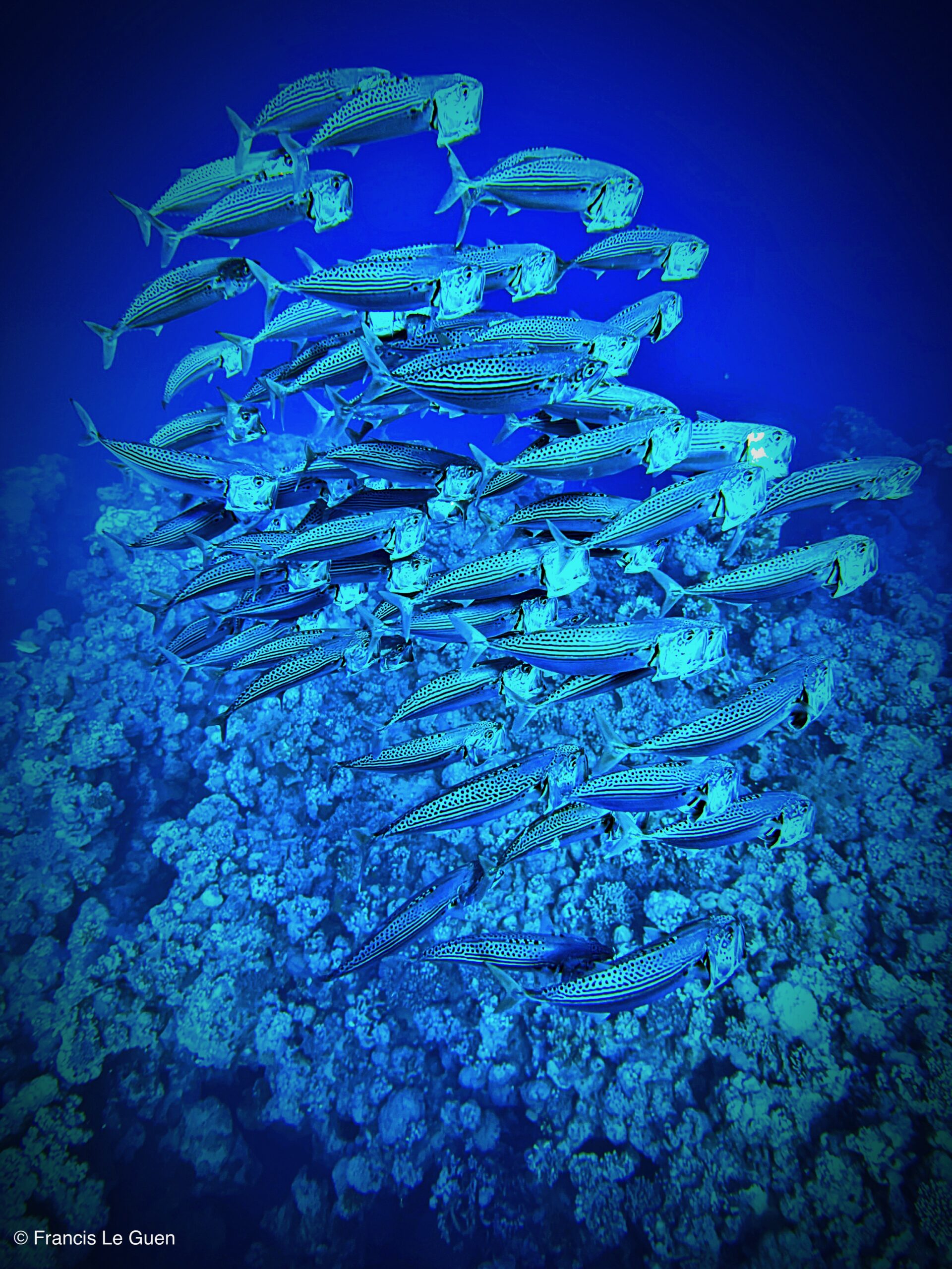 Wonderful Dive : nouveau centre de plongée francophone à Port Ghalib en Egypte - Egypte - image, création, netteté