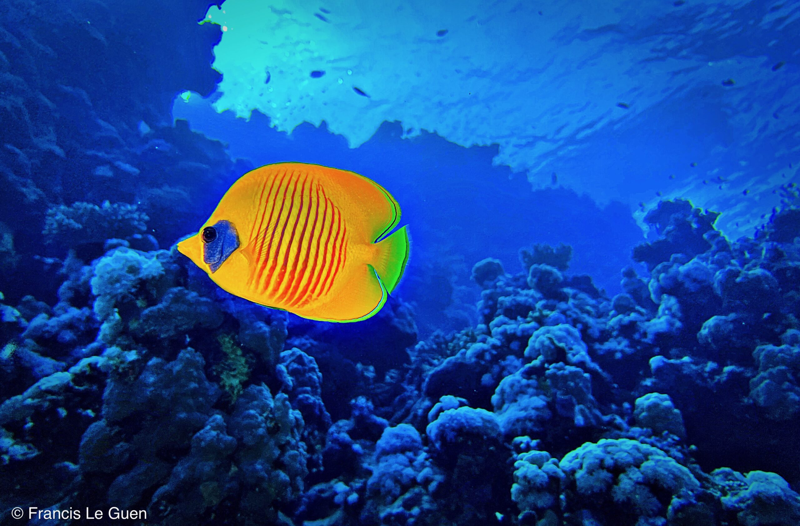 Wonderful Dive : nouveau centre de plongée francophone à Port Ghalib en Egypte - Egypte - image, création, netteté