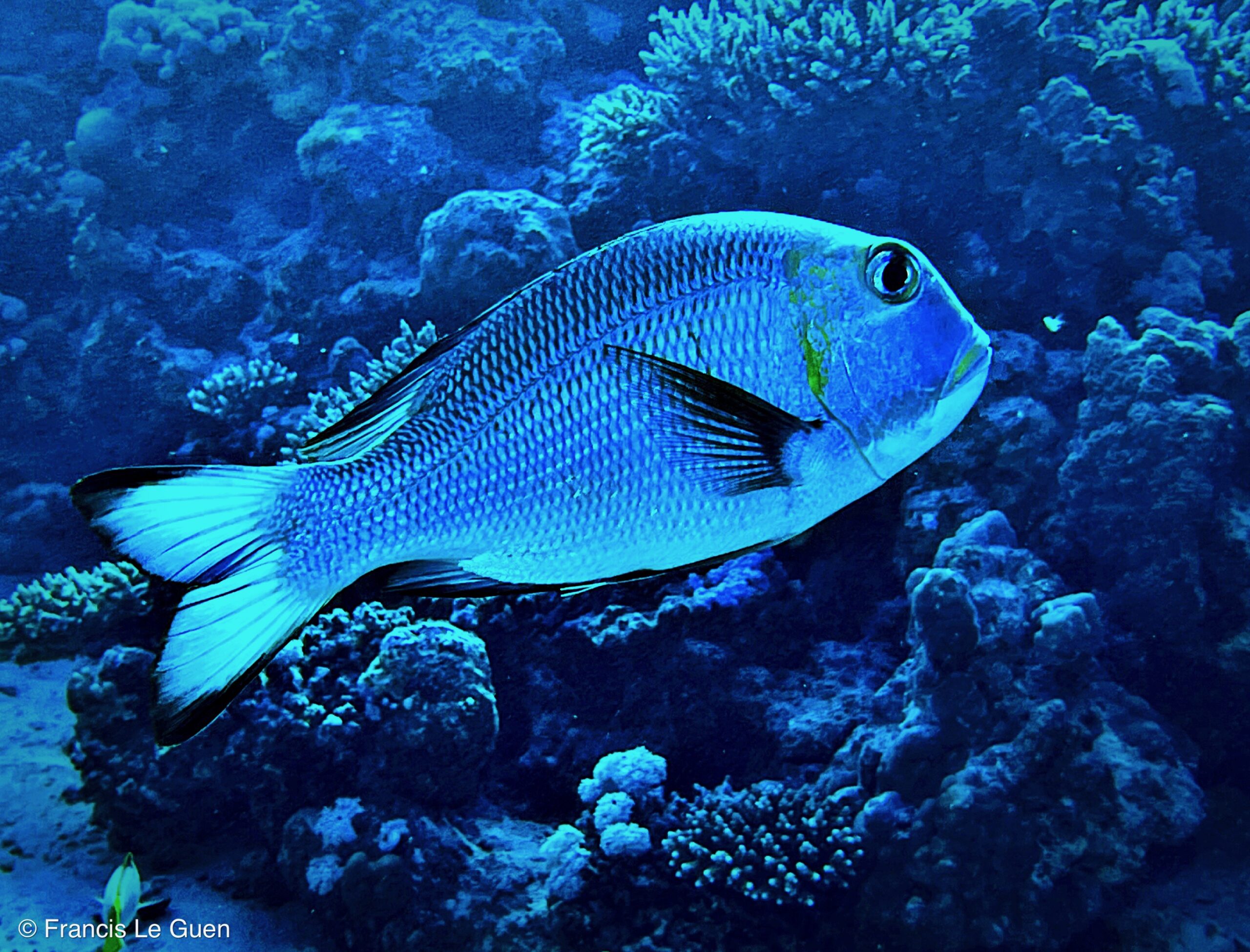 Wonderful Dive : nouveau centre de plongée francophone à Port Ghalib en Egypte - Egypte - image, création, netteté