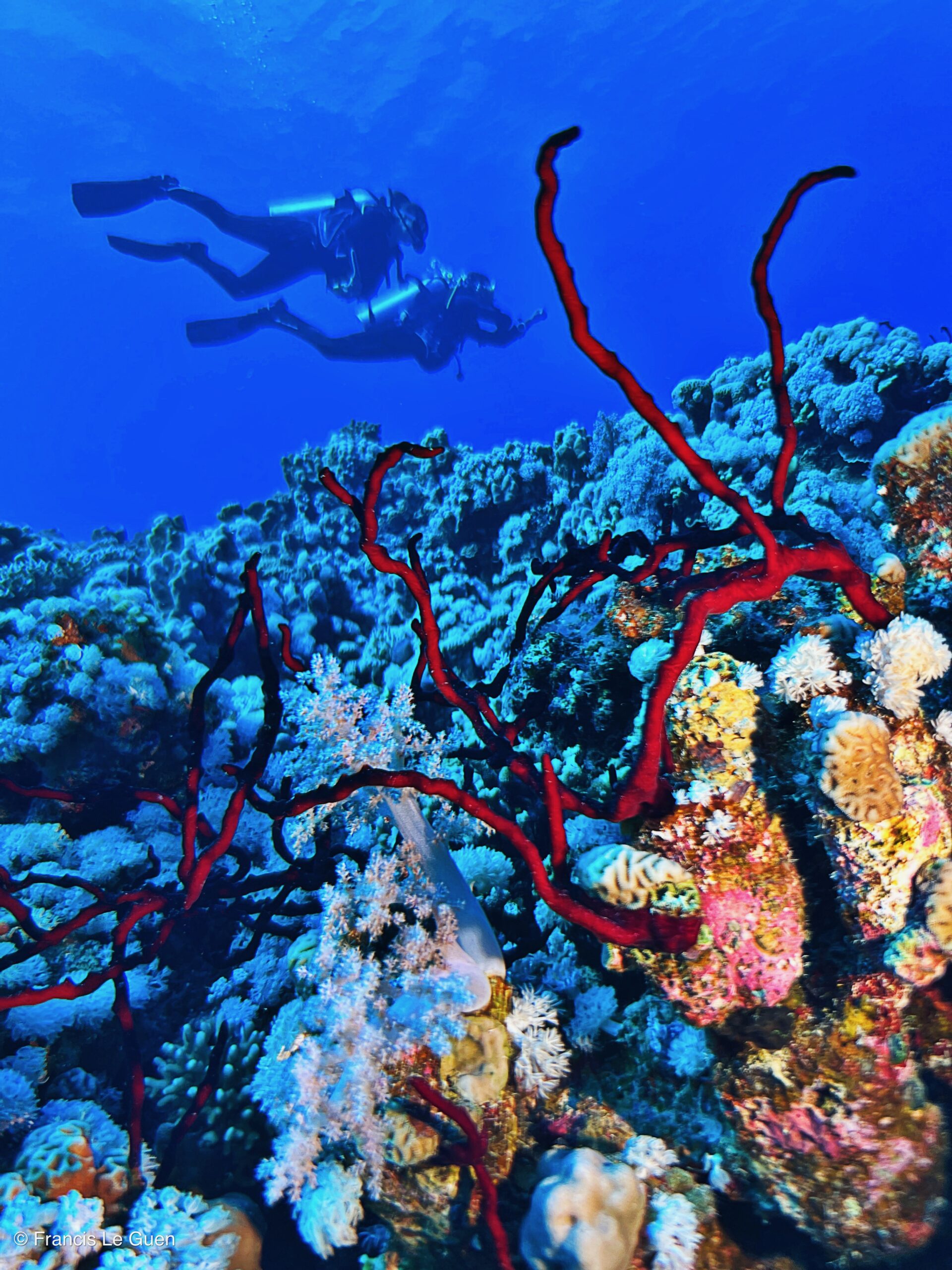Wonderful Dive : nouveau centre de plongée francophone à Port Ghalib en Egypte - Egypte - image, création, netteté