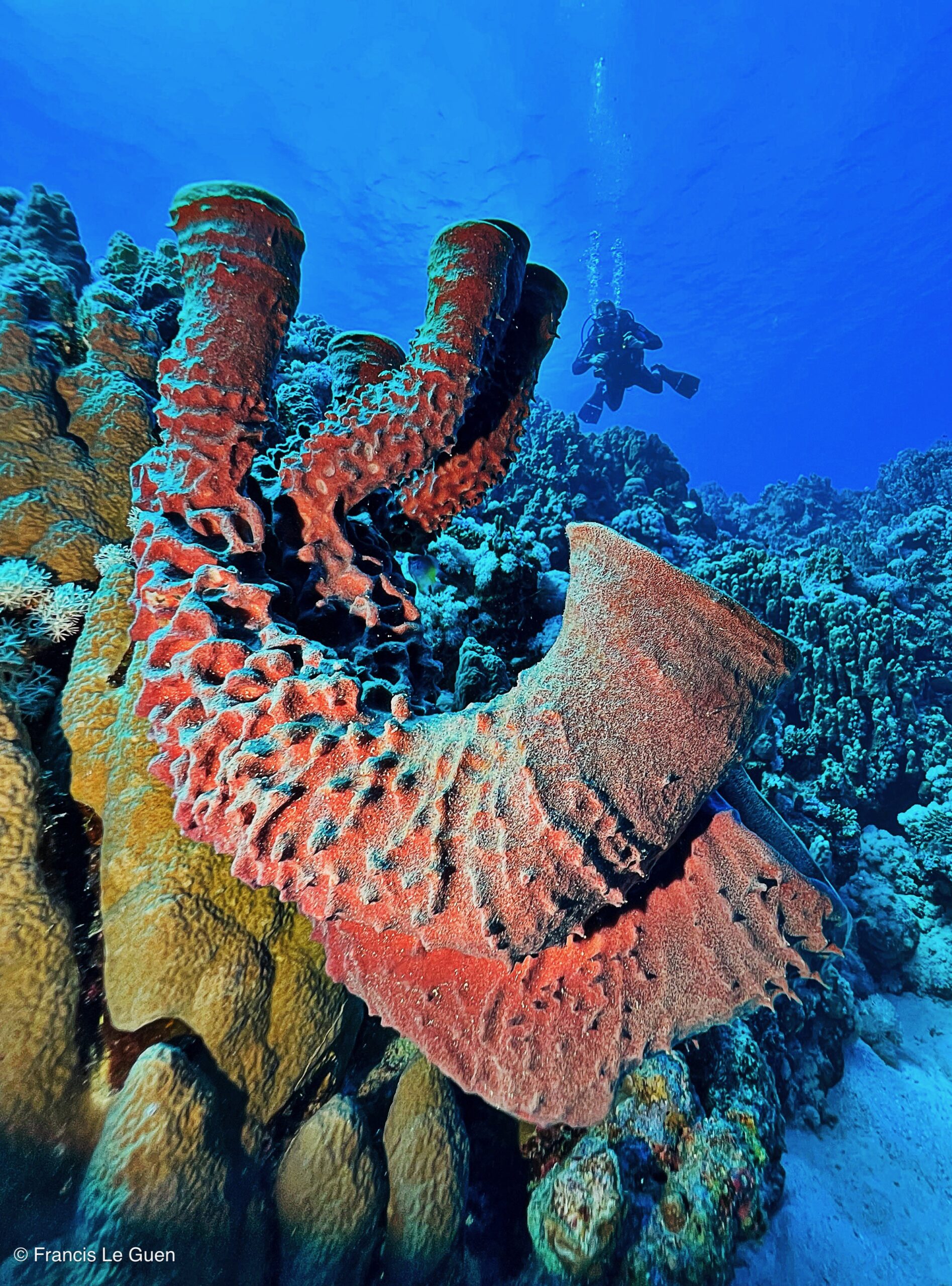 Wonderful Dive : nouveau centre de plongée francophone à Port Ghalib en Egypte - Egypte - image, création, netteté