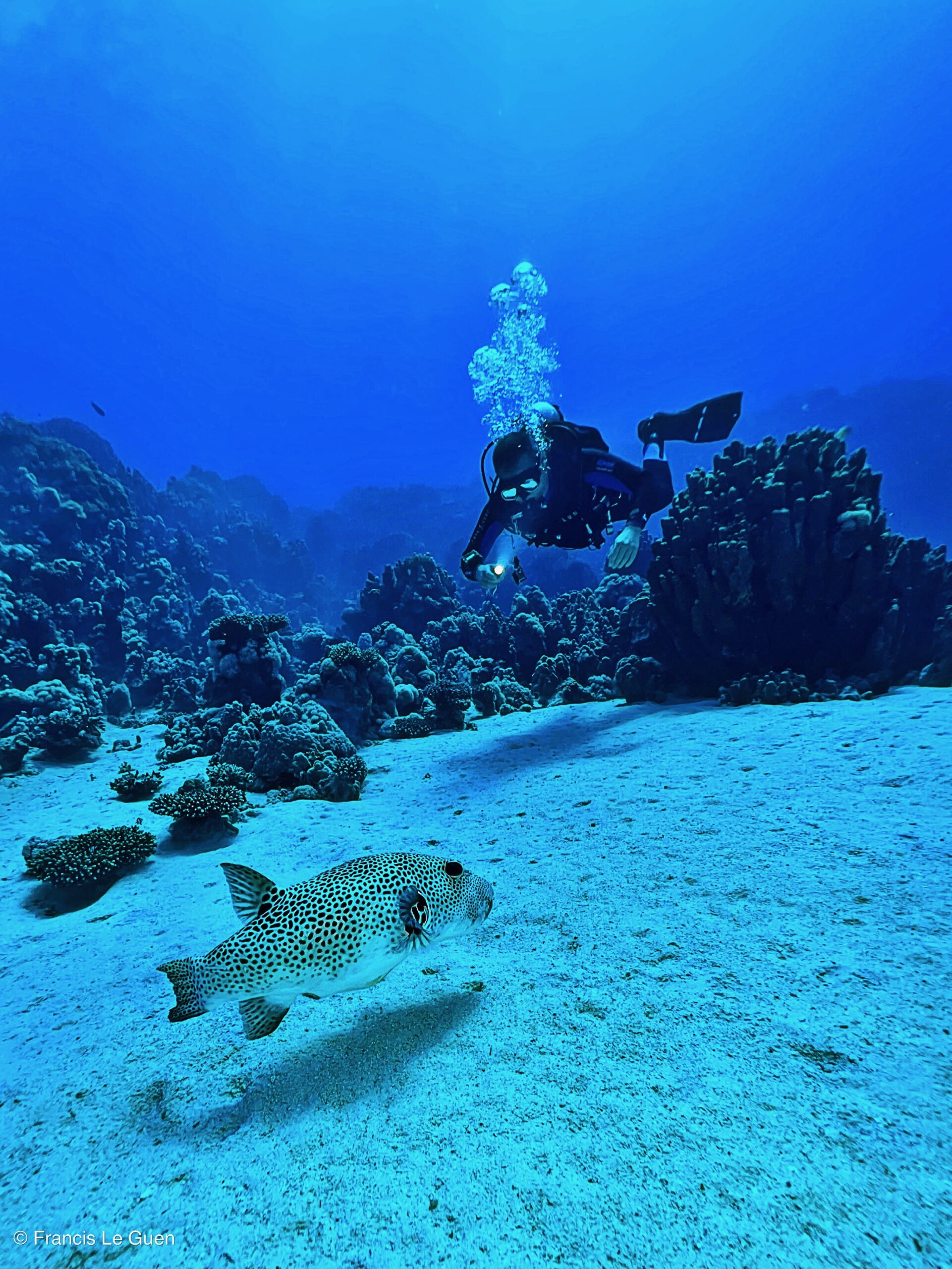 Wonderful Dive : nouveau centre de plongée francophone à Port Ghalib en Egypte - Egypte - image, création, netteté