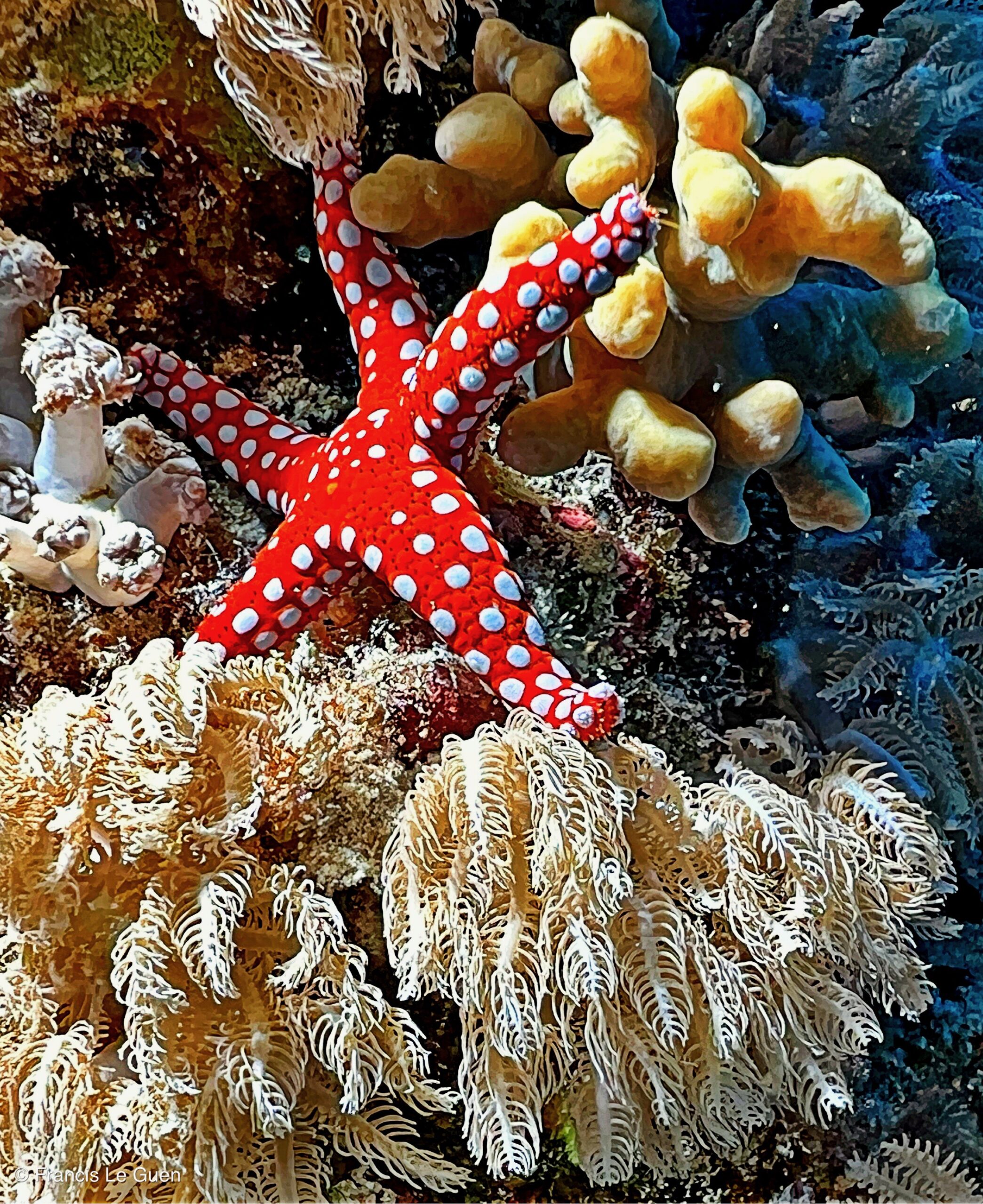 Wonderful Dive : nouveau centre de plongée francophone à Port Ghalib en Egypte - Egypte - image, création, netteté