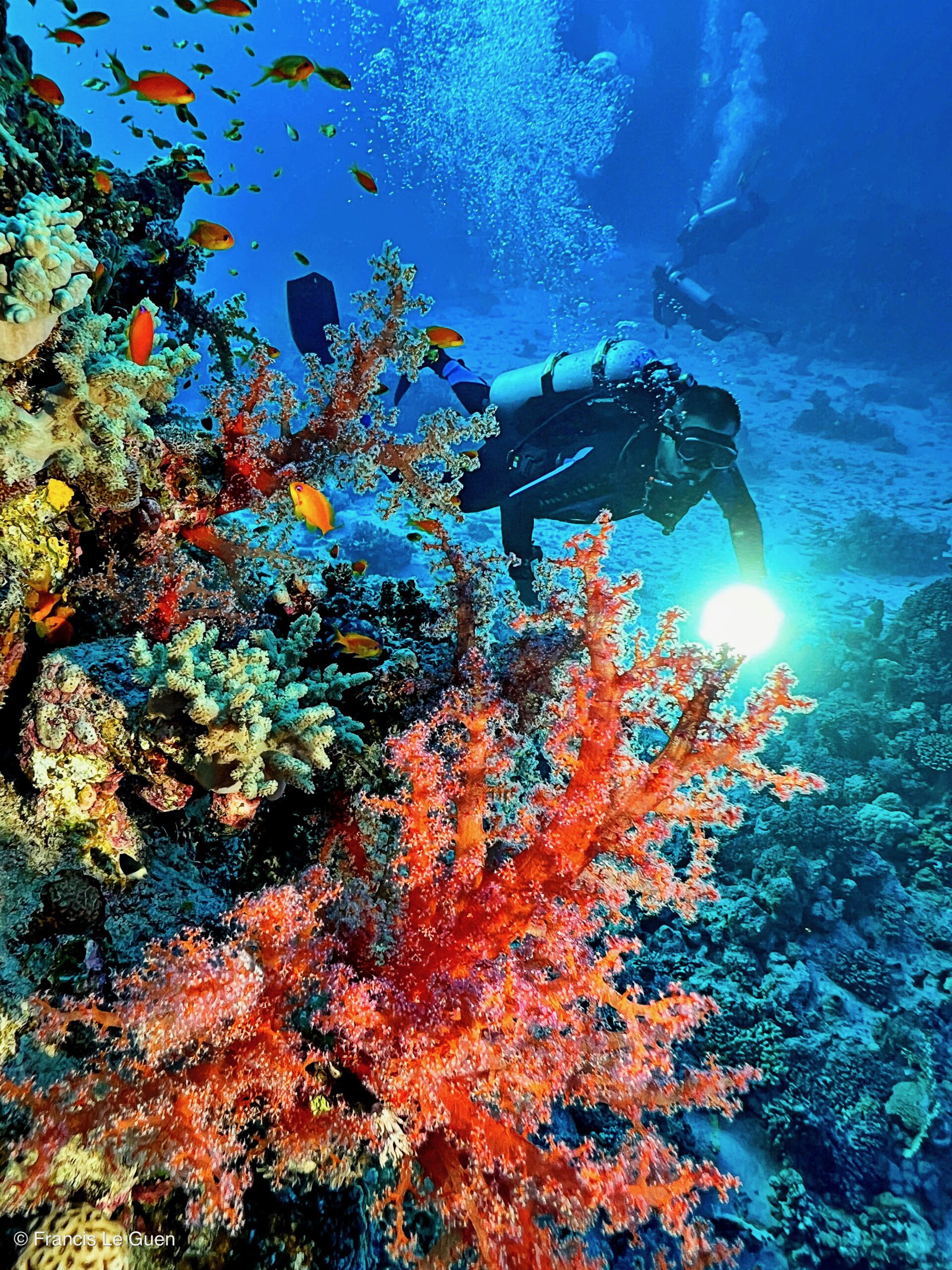 Wonderful Dive : nouveau centre de plongée francophone à Port Ghalib en Egypte - Egypte - image, création, netteté