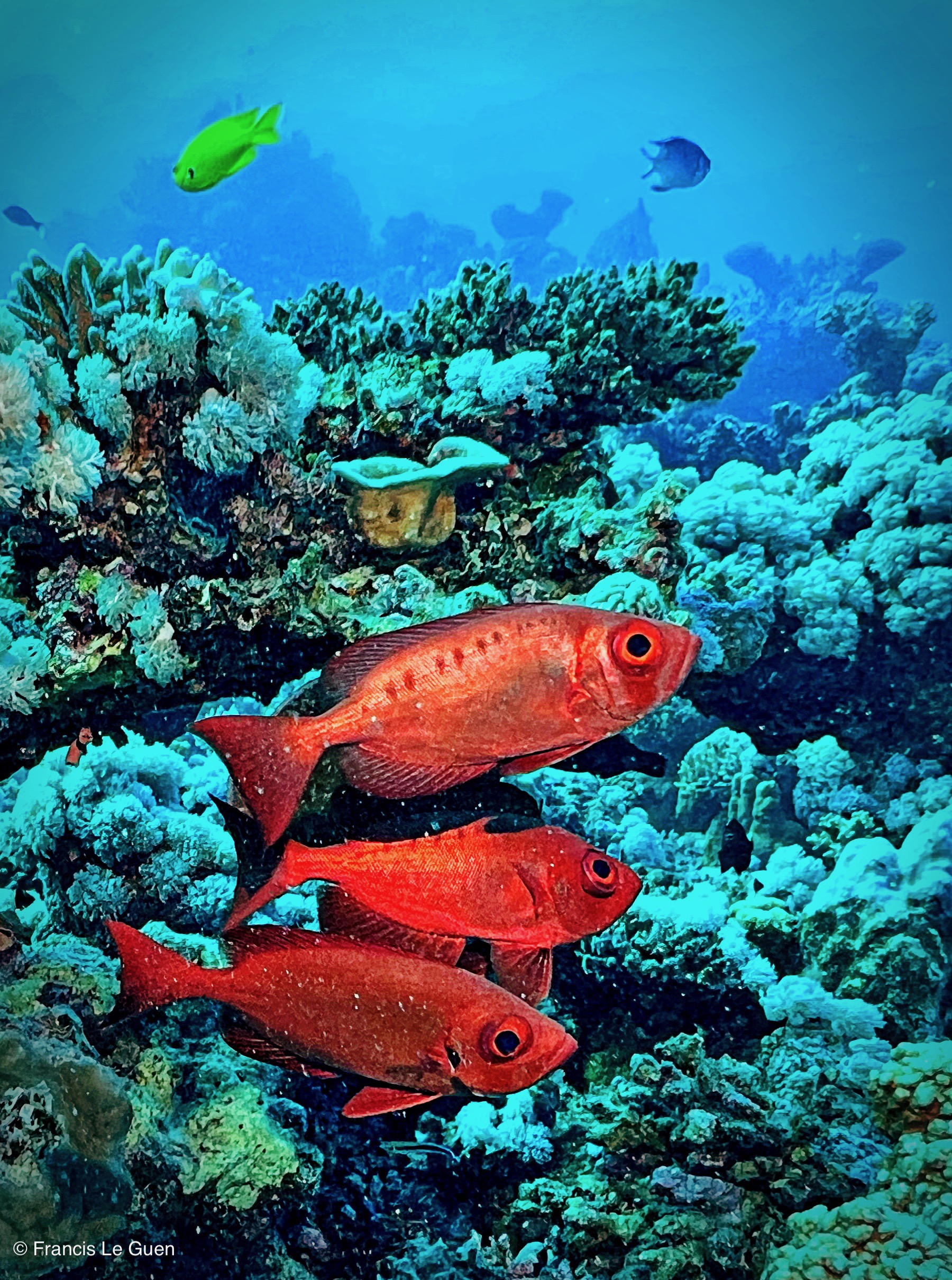 Wonderful Dive : nouveau centre de plongée francophone à Port Ghalib en Egypte - Egypte - image, création, netteté