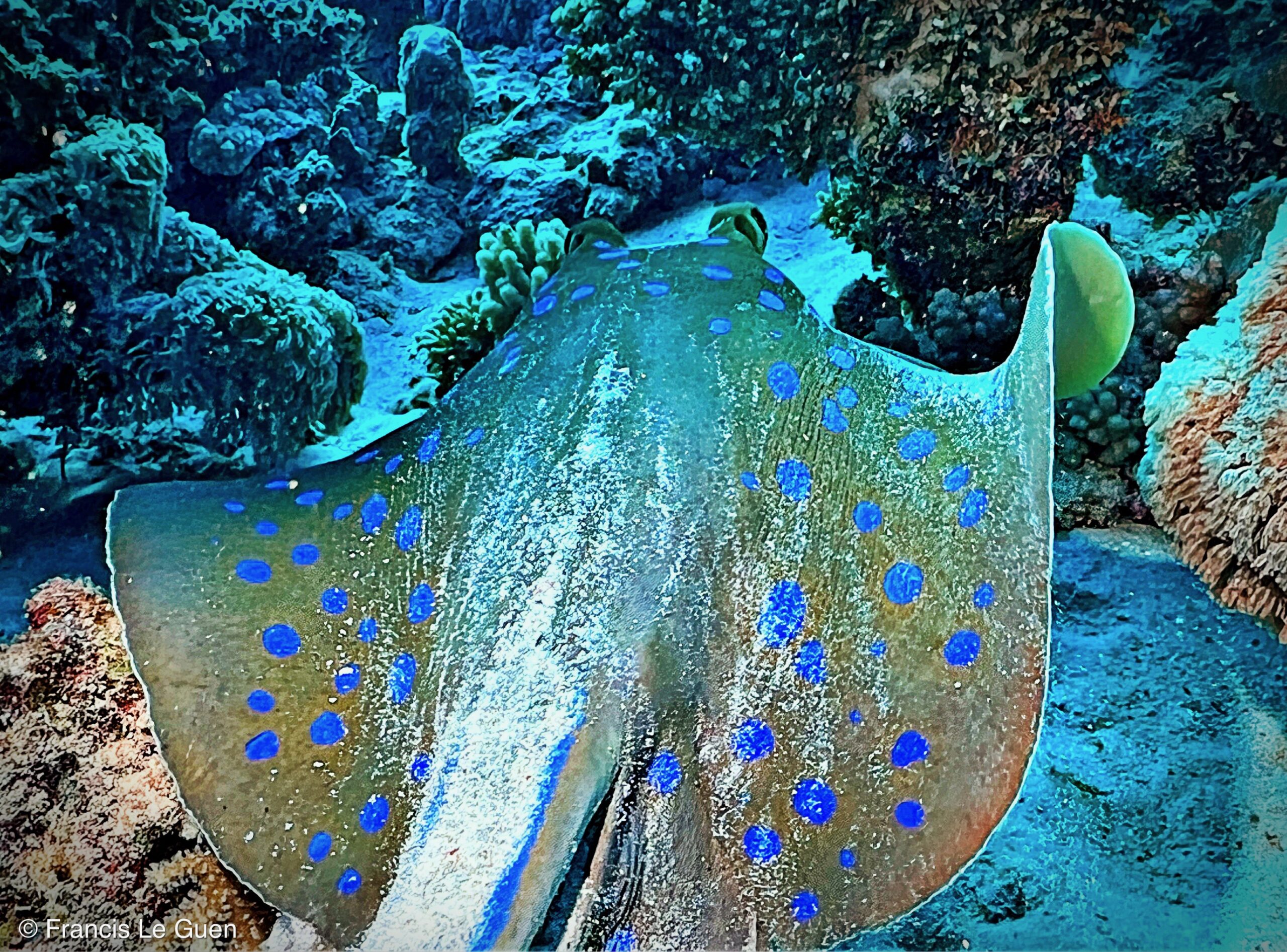 Wonderful Dive : nouveau centre de plongée francophone à Port Ghalib en Egypte - Egypte - image, création, netteté