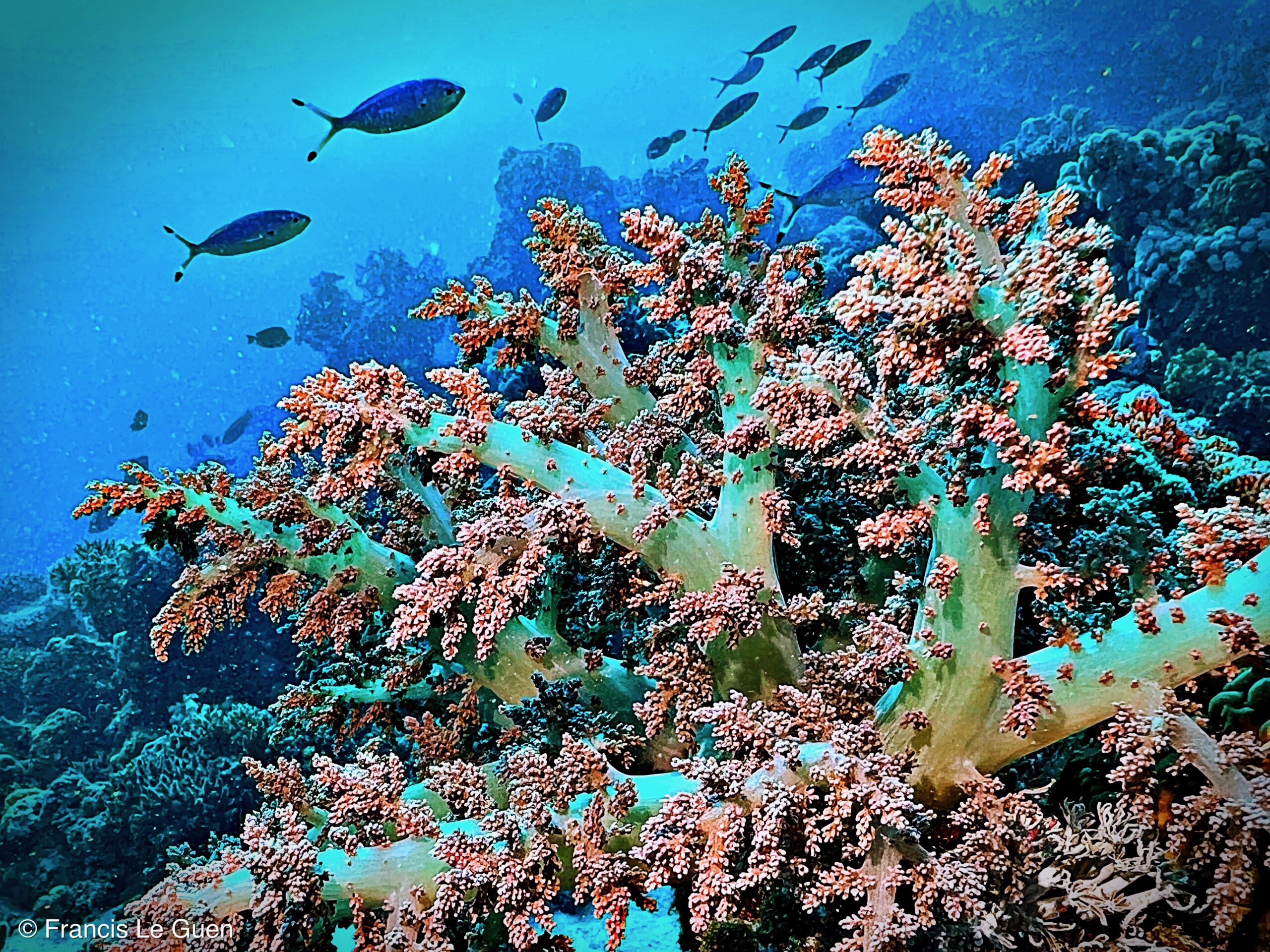 Wonderful Dive : nouveau centre de plongée francophone à Port Ghalib en Egypte - Egypte - image, création, netteté