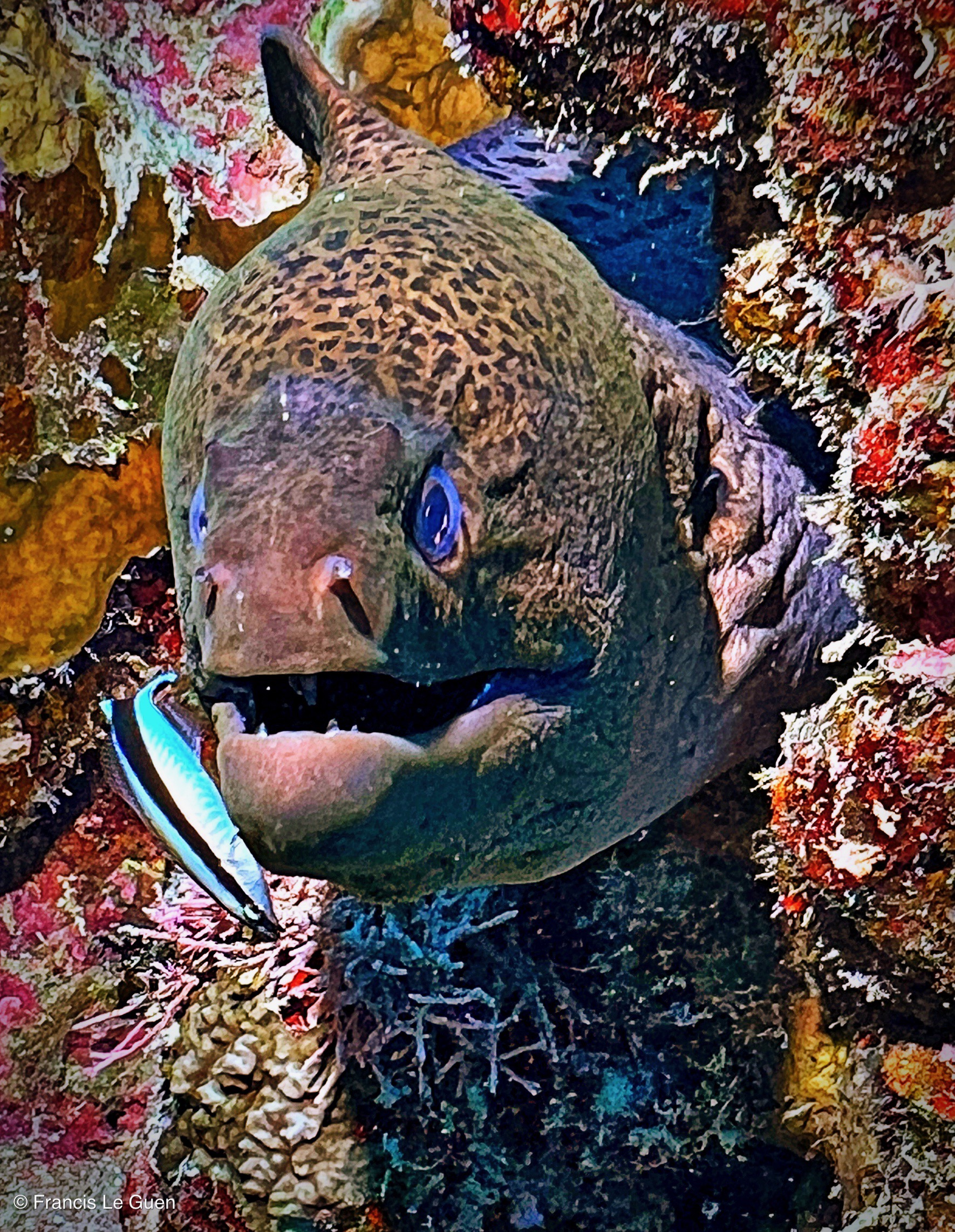 Wonderful Dive : nouveau centre de plongée francophone à Port Ghalib en Egypte - Egypte - image, création, netteté