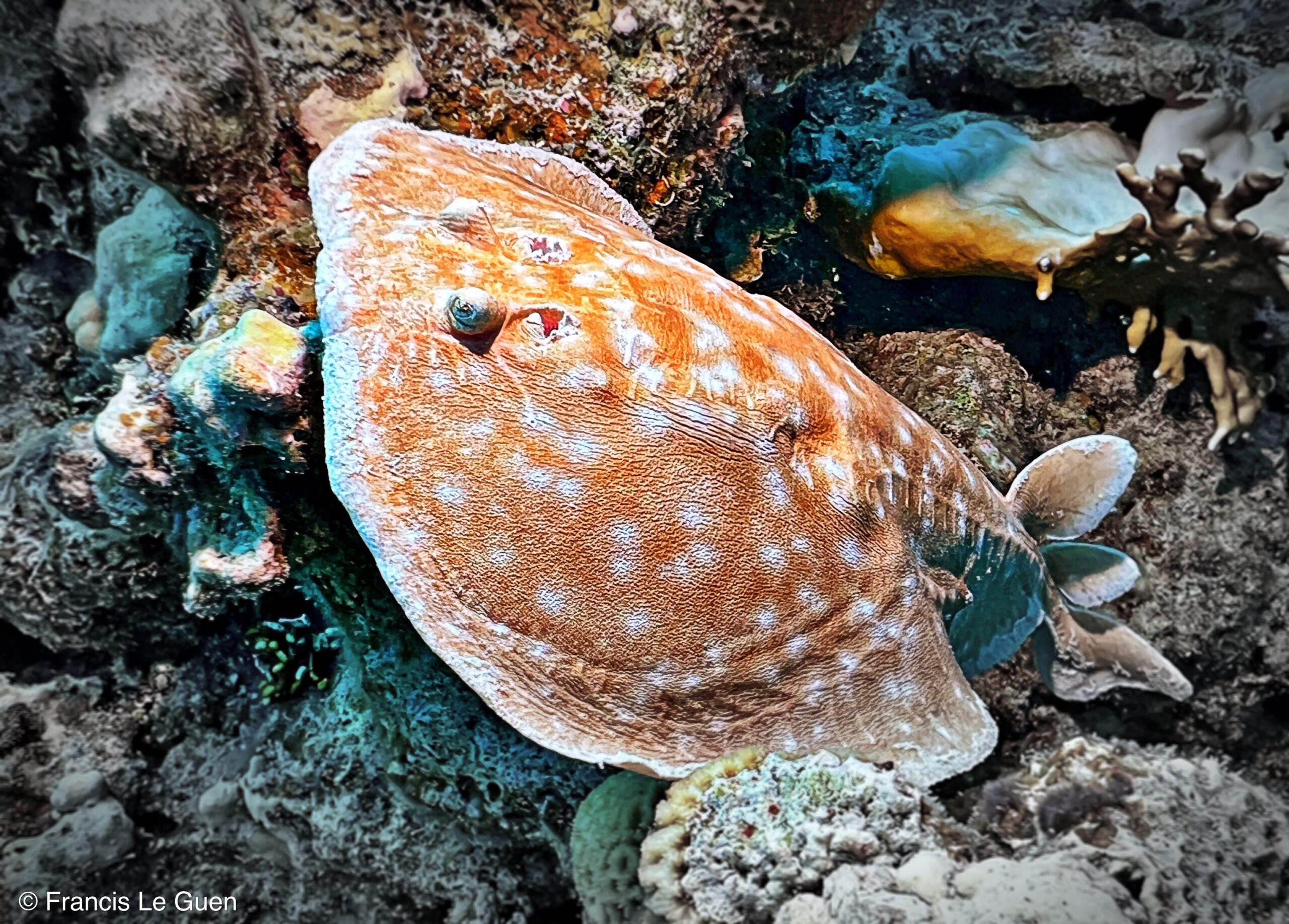 Wonderful Dive : nouveau centre de plongée francophone à Port Ghalib en Egypte - Egypte - image, création, netteté