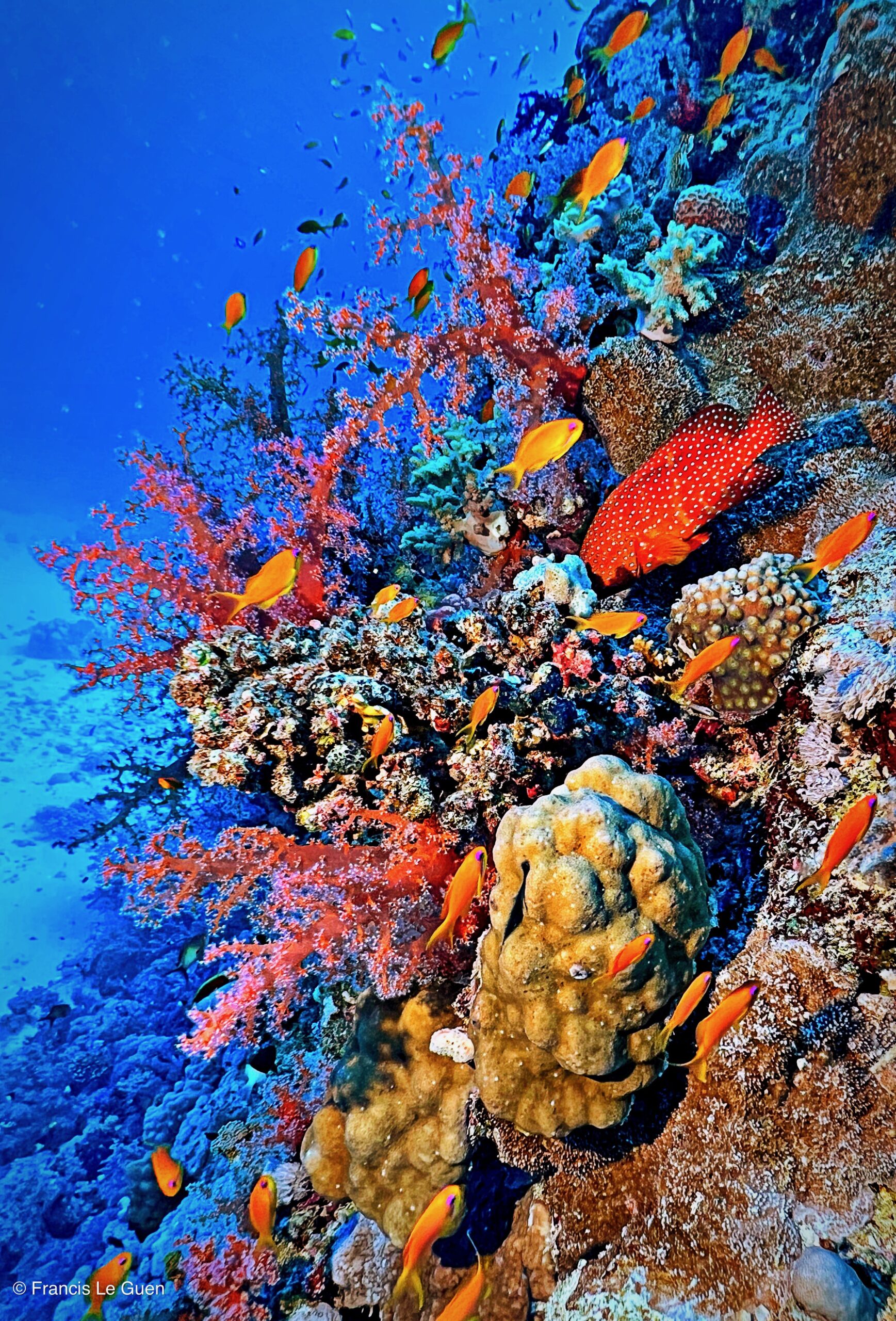 Wonderful Dive : nouveau centre de plongée francophone à Port Ghalib en Egypte - Egypte - image, création, netteté
