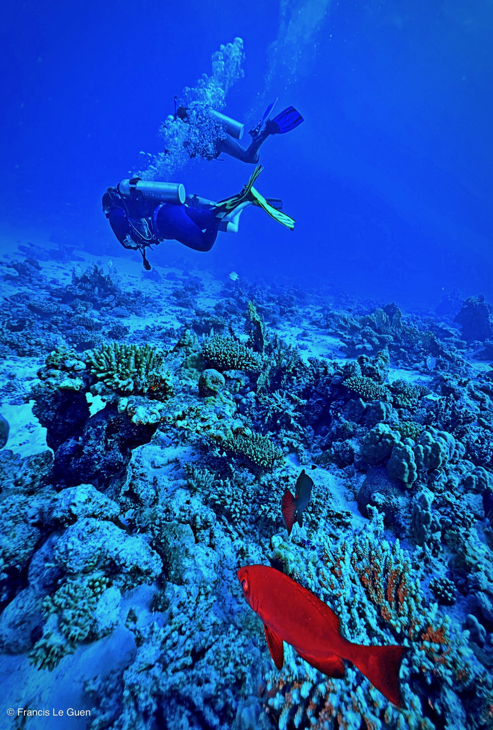 Wonderful Dive : nouveau centre de plongée francophone à Port Ghalib en Egypte - Egypte - image, création, netteté
