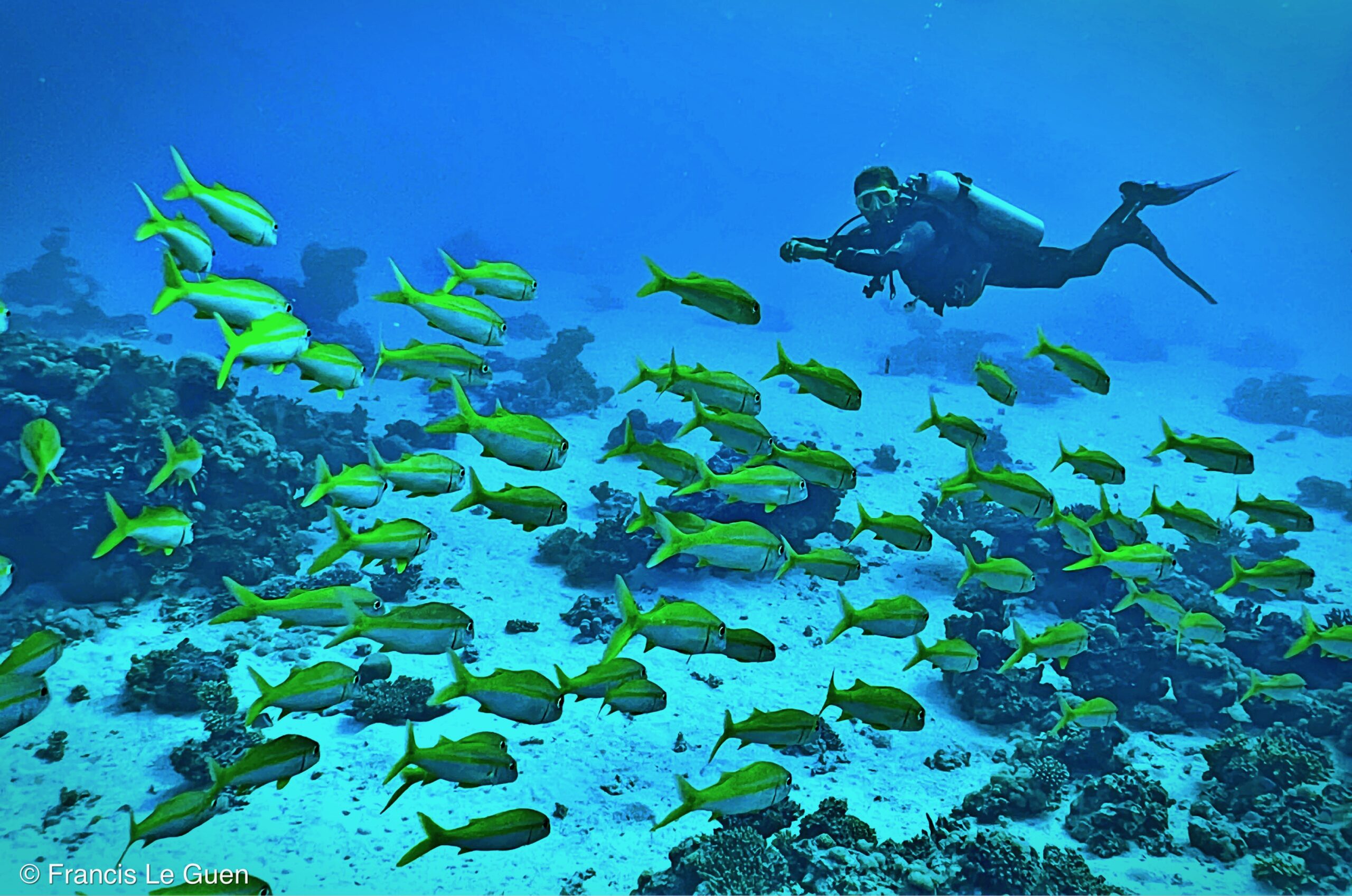 Wonderful Dive : nouveau centre de plongée francophone à Port Ghalib en Egypte - Egypte - image, création, netteté