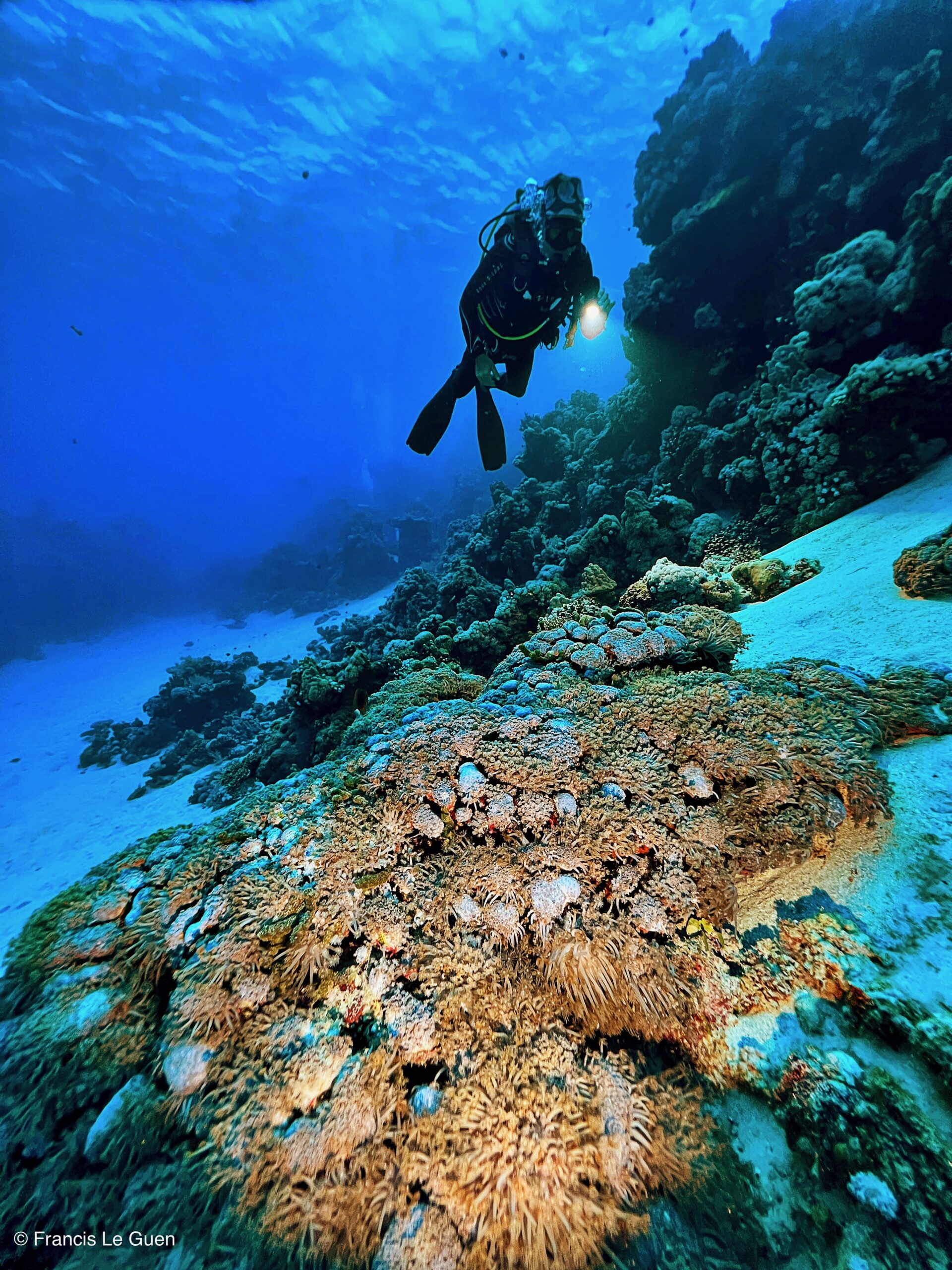 Wonderful Dive : Les plongées au Rohanou à El Qseir en Egypte - Egypte - image, détail, perspective