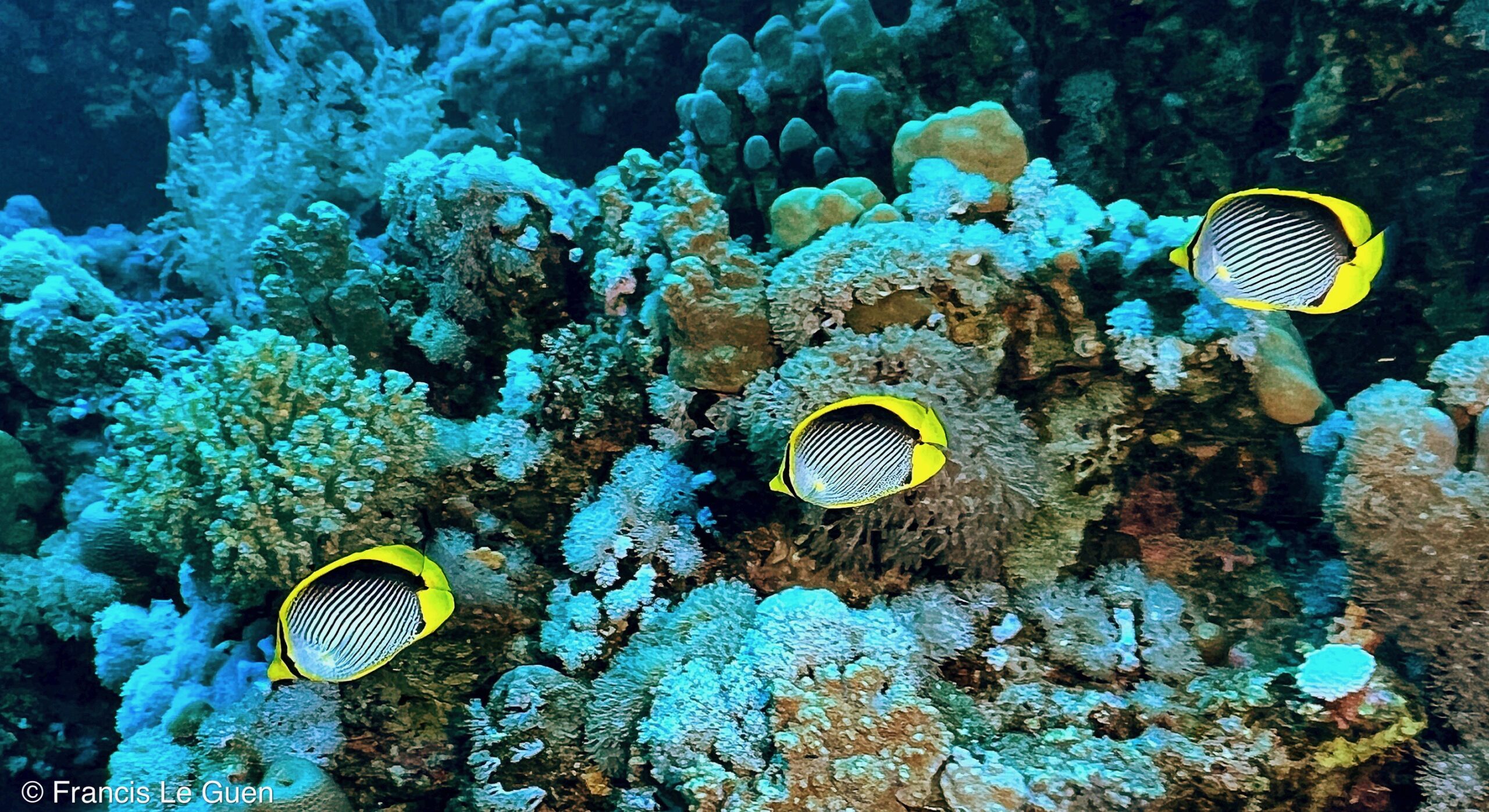 Wonderful Dive : Les plongées au Rohanou à El Qseir en Egypte - Egypte - image, détail, perspective