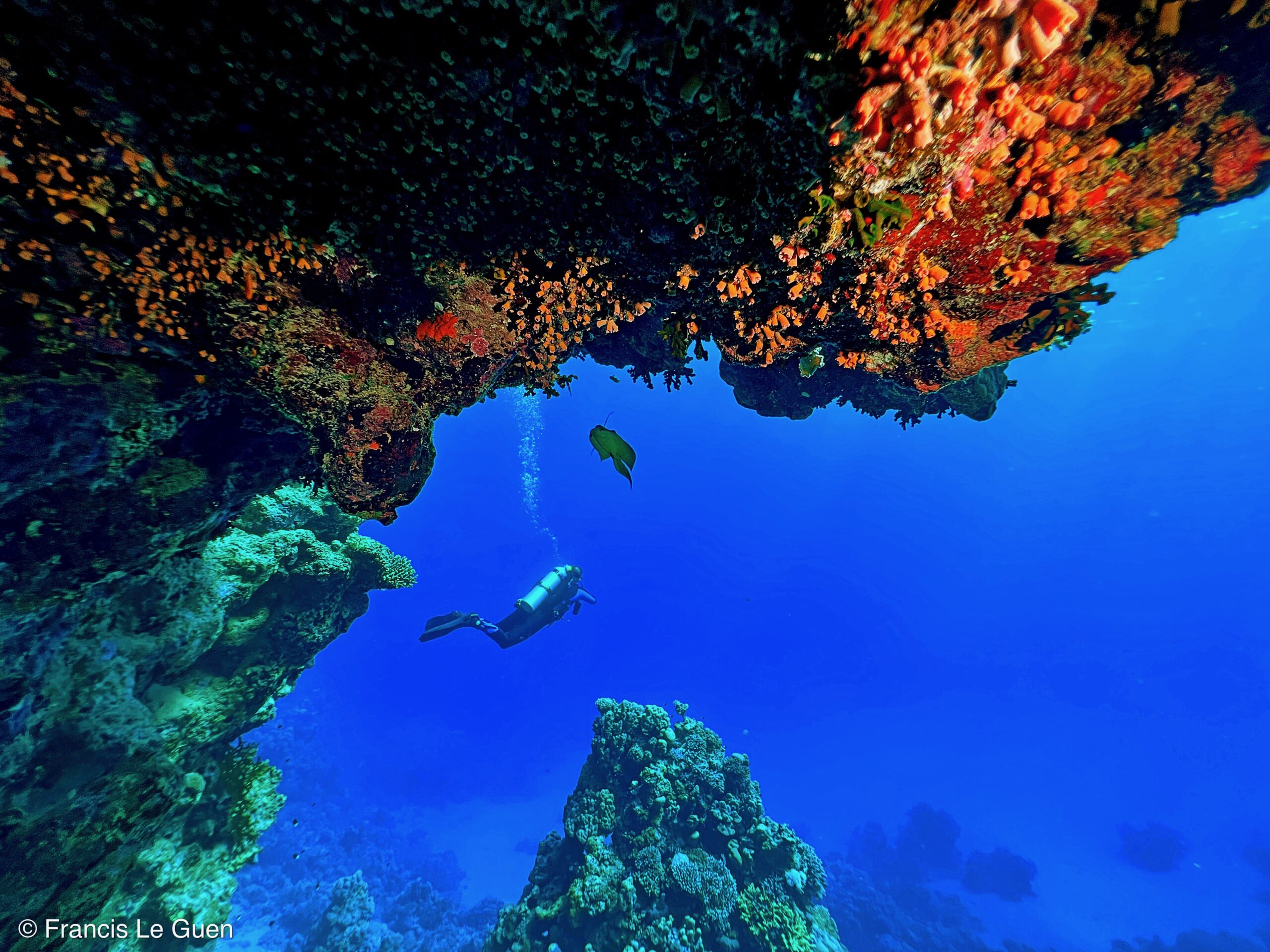 Wonderful Dive : Les plongées au Rohanou à El Qseir en Egypte - Egypte - image, détail, perspective