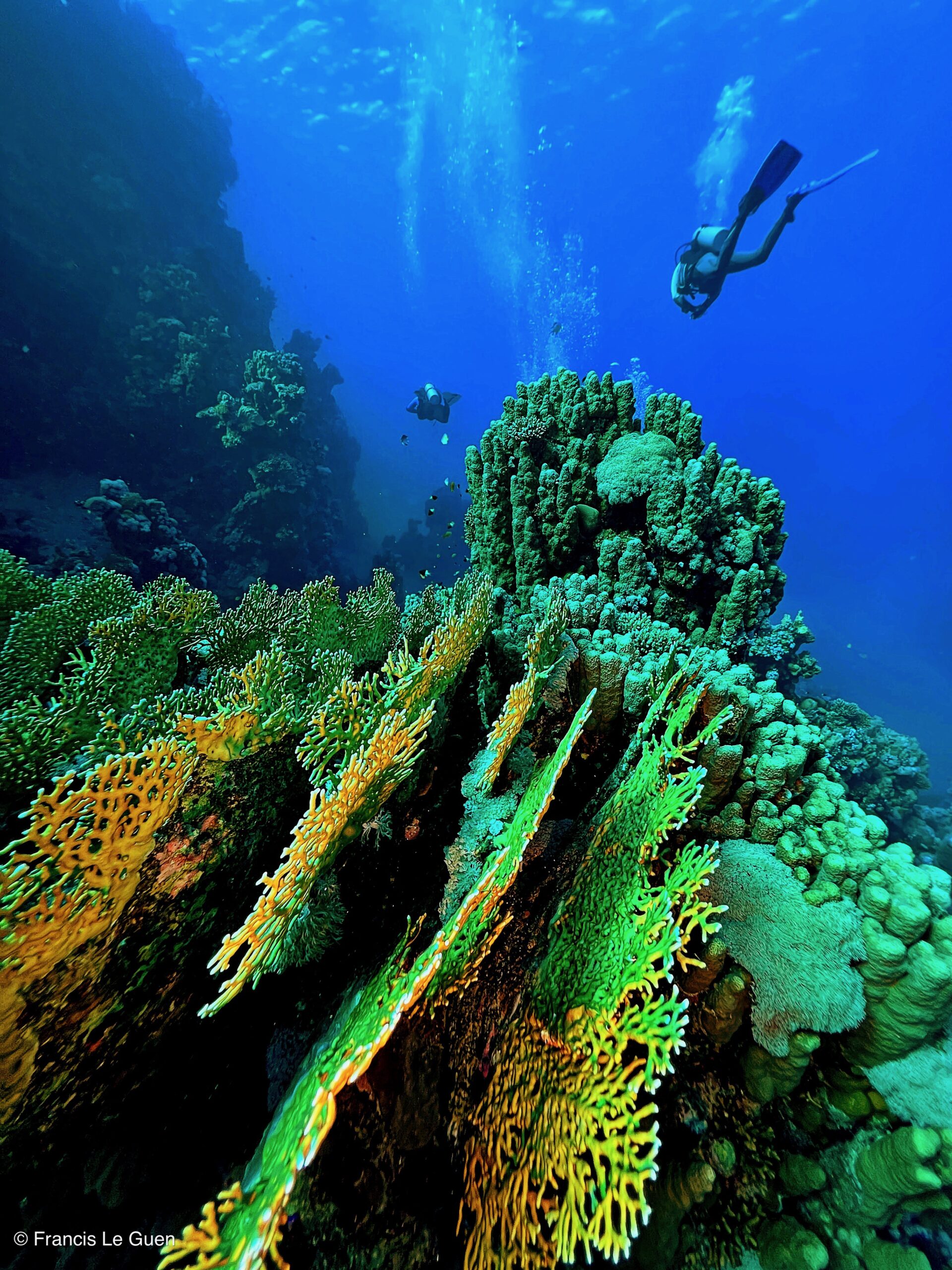 Wonderful Dive : Les plongées au Rohanou à El Qseir en Egypte - Egypte - image, détail, perspective