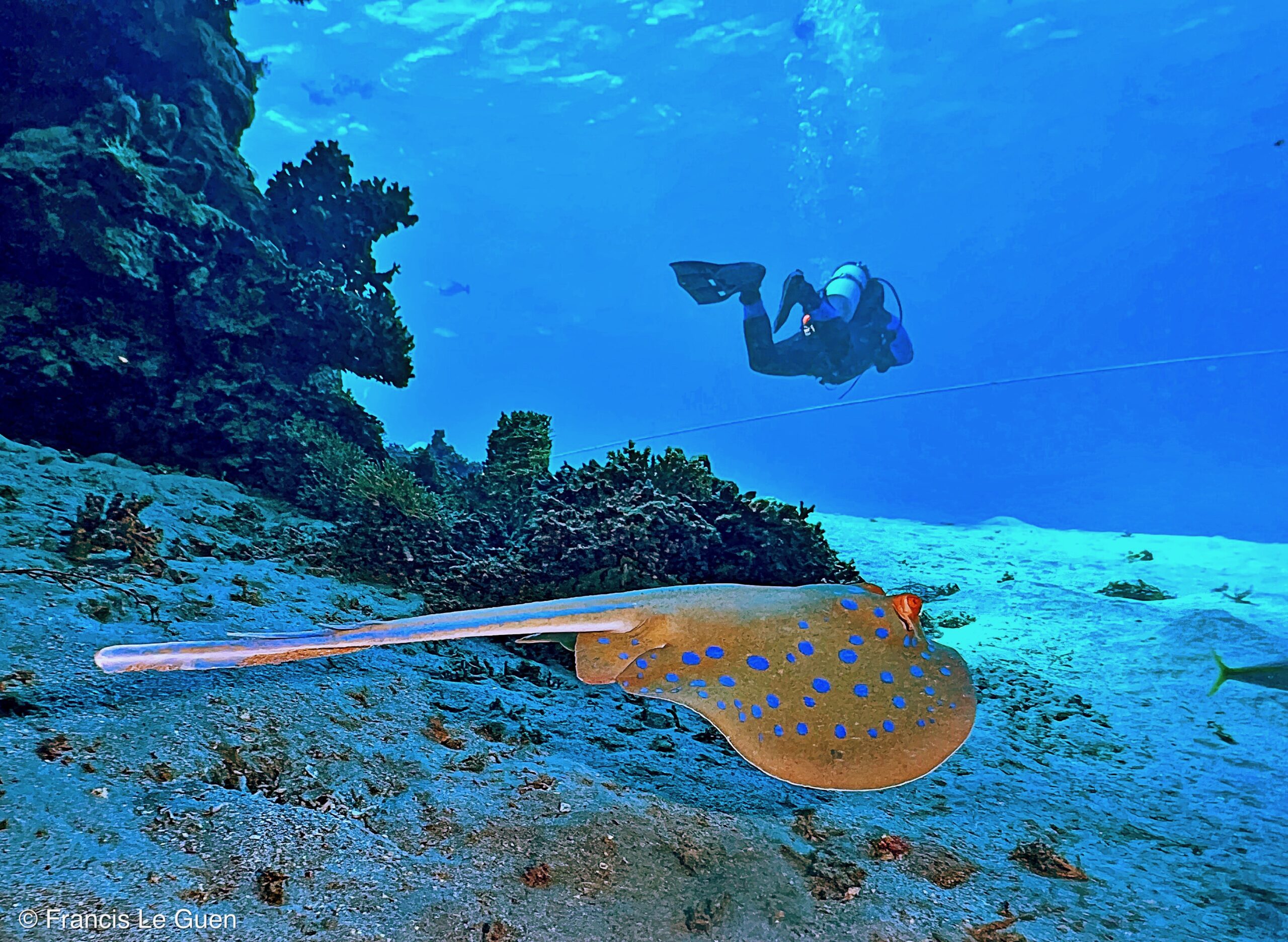 Wonderful Dive : Les plongées au Rohanou à El Qseir en Egypte - Egypte - image, détail, perspective