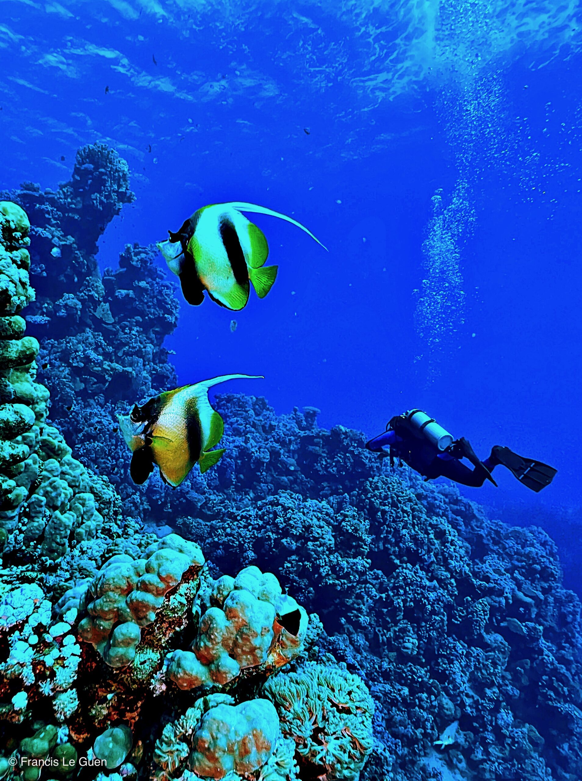 Wonderful Dive : Les plongées au Rohanou à El Qseir en Egypte - Egypte - image, détail, perspective