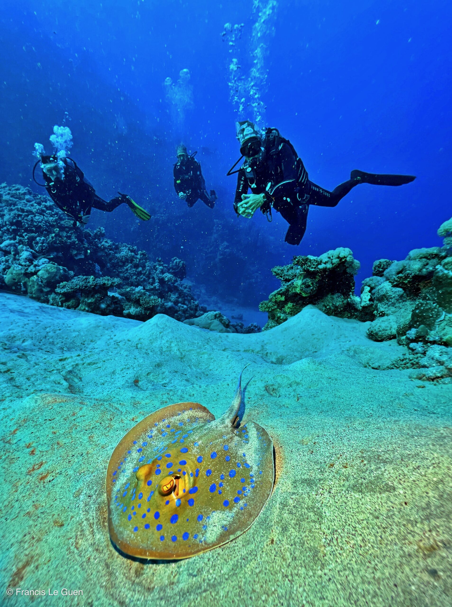 Wonderful Dive : Les plongées au Rohanou à El Qseir en Egypte - Egypte - image, détail, perspective
