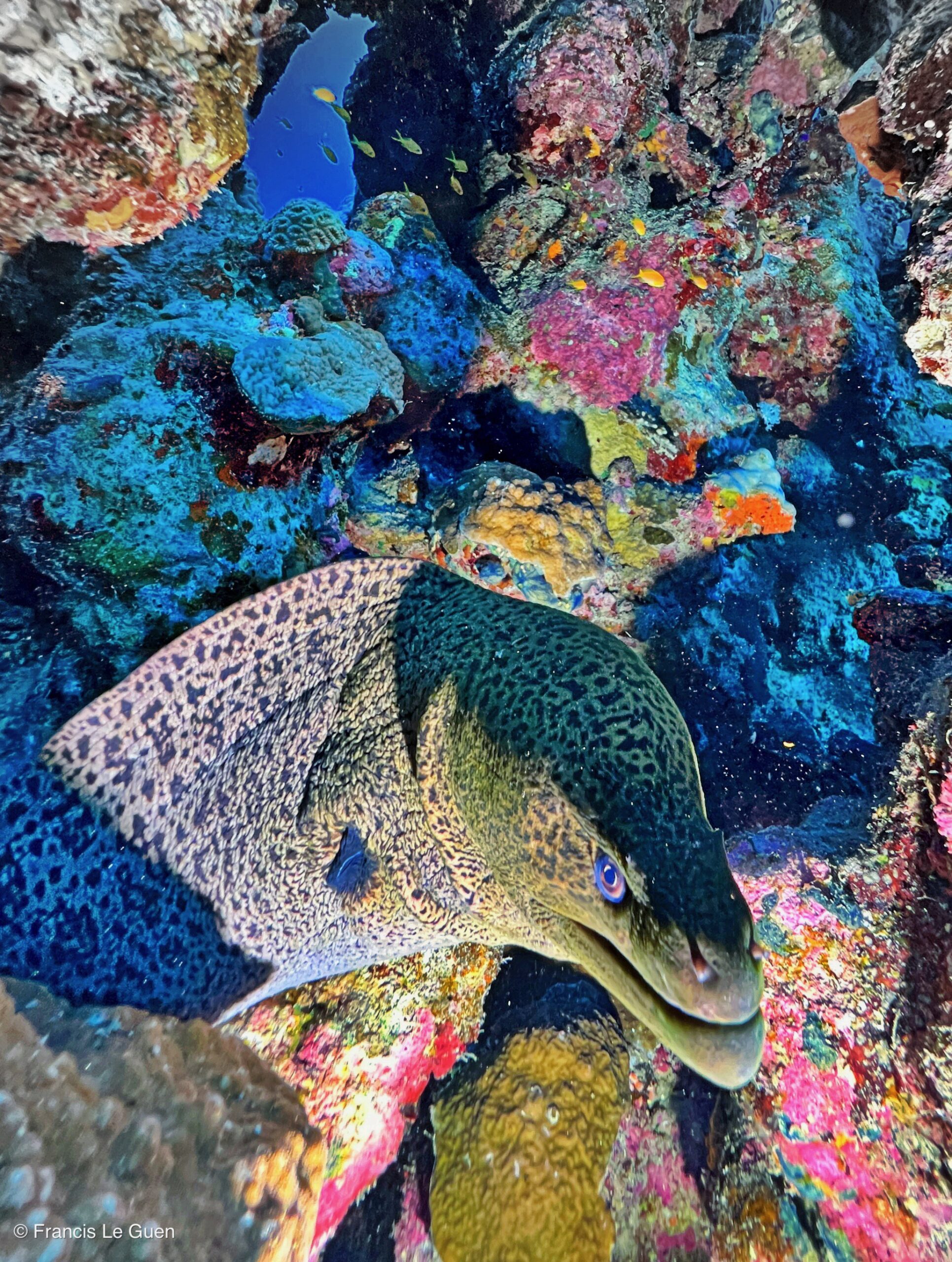 Wonderful Dive : Les plongées au Rohanou à El Qseir en Egypte - Egypte - image, détail, perspective